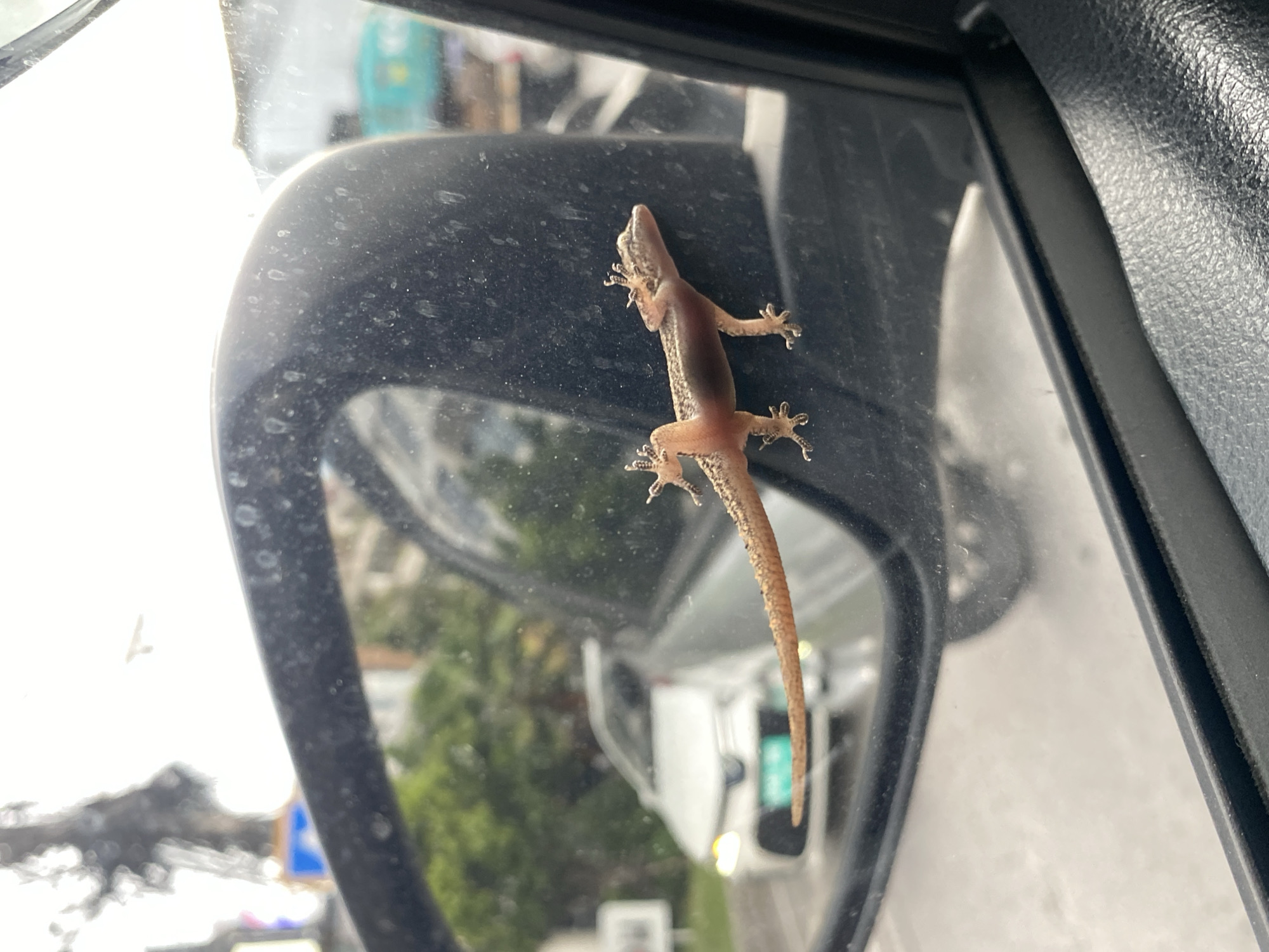 A light-brown gecko clings to the exterior side-view mirror of a vehicle. The background reflects the urban landscape of Choeng Thale, Thailand, with trees, vehicles, and buildings visible. The mirror surface is speckled with dirt.