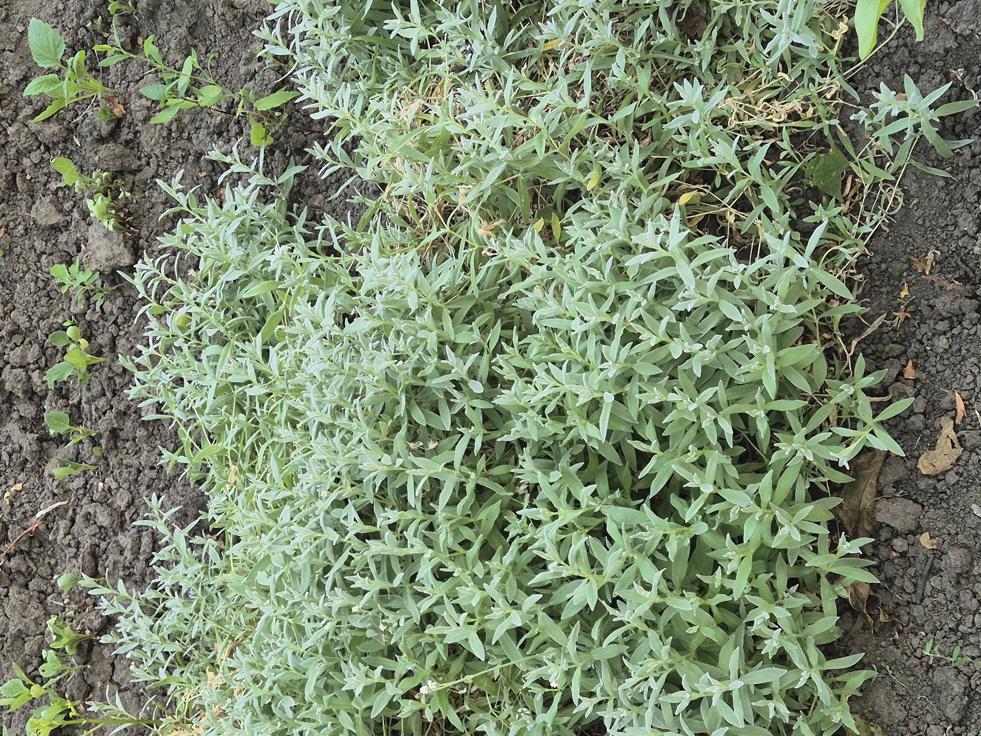 A close-up, eye-level, outdoor shot showcases a dense patch of low-growing, grey-green foliage with small, pale white flowers. The plants are growing in dark, dry soil, with some scattered dried leaves and small green seedlings visible in the background. The scene is likely in a garden or natural setting in Sozonivka, Ukraine. No people are present.