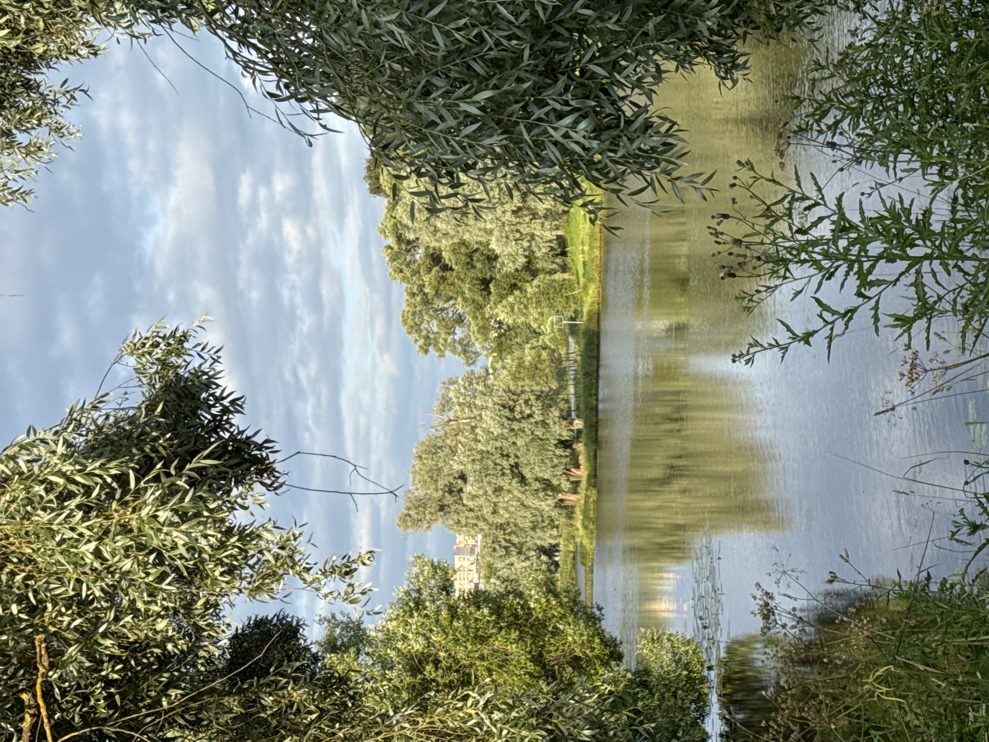 This is a landscape photograph taken at eye level, looking across a body of water. The foreground is dominated by a dense cluster of green trees with long, drooping leaves, framing the scene on the left and right. In the mid-ground, a calm lake reflects the surrounding trees and the cloudy sky. On the far bank of the lake, a line of lush green trees stands tall, with a light-colored building or structure visible above them in the distance. The sky is a mix of blue and white clouds, with the sun casting a warm glow on the scene. The overall impression is one of a serene natural setting within an urban environment.