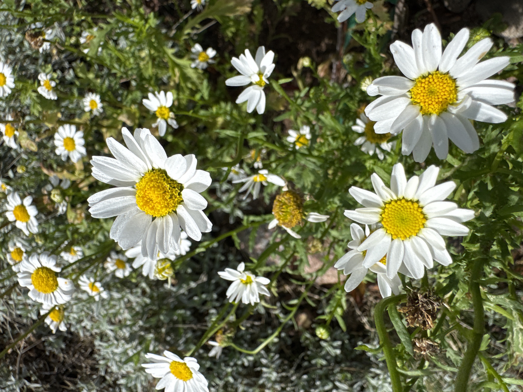 The image shows a close-up view of a patch of daisies with bright yellow centers and white petals, some in full bloom and others as buds. The flowers are surrounded by green foliage and some dry, brown plant matter. The background is blurred, but suggests an outdoor setting with earthy tones. The image is taken from a high-angle perspective, looking down onto the flowers. There are no people or animals visible in the frame. The environment appears to be a garden or natural area. There are no specific landmarks or indications of the city of Ozerki (Krasnodolinskaya), Russia.