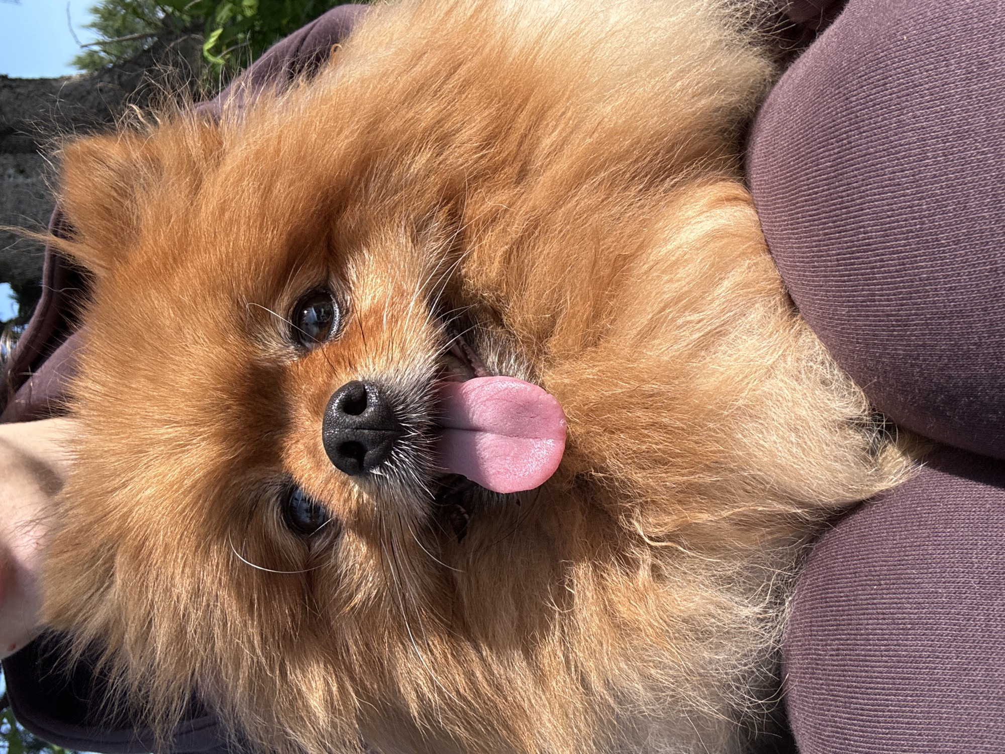 The image shows a close-up of a fluffy Pomeranian dog with its tongue out, panting. The dog has thick, reddish-brown fur and dark eyes. It appears to be sitting on someone's lap, as indicated by the purple fabric of clothing visible at the bottom of the frame. A person's chin and neck are partially visible at the top, suggesting they are holding the dog. The background is blurred but appears to be outdoors, with hints of greenery and a tree. The lighting suggests it is daytime and sunny. There is no visible indication of the city of Narva or Russia.