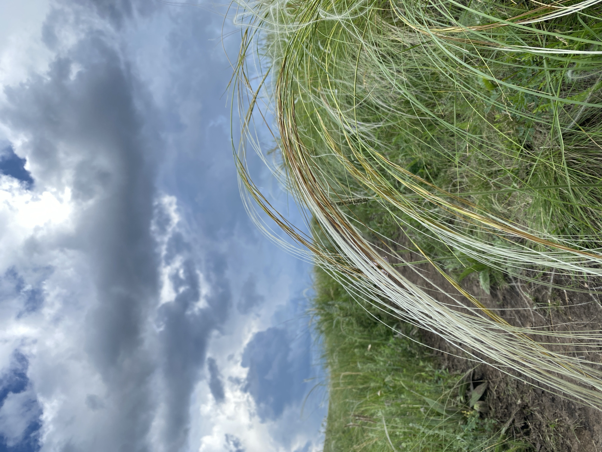 A narrow dirt path winds through a grassy field under a dramatic, overcast sky. In the foreground, a cluster of long, delicate, feathery grasses with a mix of white and brown hues curves gently towards the right of the frame. The background features more of the same green grasses extending into the distance, creating a sense of an open, natural landscape. The sky is filled with dark, heavy clouds, hinting at approaching rain or a storm. The image appears to be taken outdoors in a rural or natural setting, possibly in Verkhneozernoe, Russia, given the description. There are no people or animals visible in the scene.