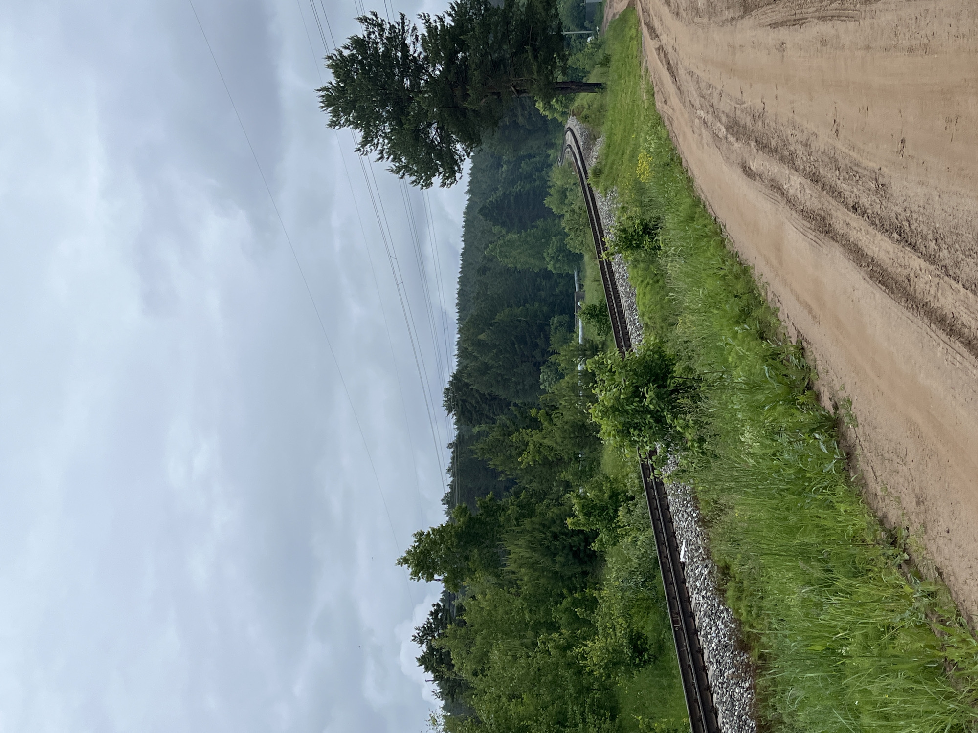 This image depicts a railway track and a dirt road traversing a verdant landscape under an overcast sky, located in the city of Chaikovsky, Russia. The scene is dominated by a single set of railway tracks curving sharply to the left in the midground, with a bed of grey ballast. To the right of the tracks, a reddish-brown dirt road, marked with multiple vehicle tire impressions, extends into the distance. A large, prominent pine tree with dark green foliage stands on the right side, adjacent to the dirt road. Dense green forest and various deciduous and coniferous trees form the background and line the left side of the railway. Lush green grass and weeds grow between the road and the tracks, and along the edges of the forest. The sky is uniformly covered with light grey, low-hanging clouds. Multiple thin power lines are visible stretching horizontally across the upper portion of the frame. No people or animals are present. A light-colored cylindrical object is faintly visible in the far distance on the left, near the curving tracks.