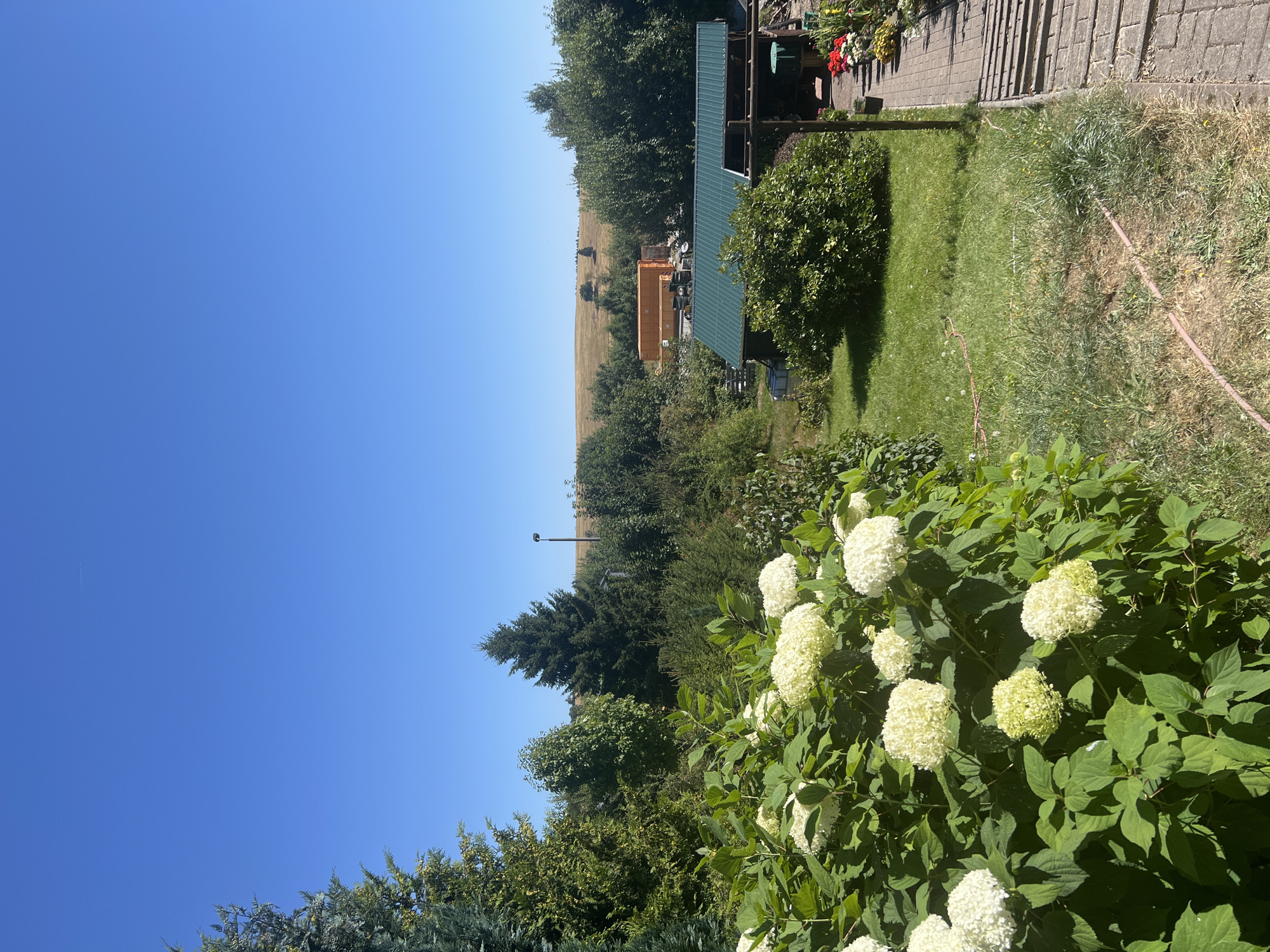 The image shows a rural or semi-rural backyard scene under a clear blue sky. In the foreground, a large bush with white hydrangea flowers is prominent. To the right, a paved pathway leads towards a structure with a green roof, possibly a shed or small building. Beyond the immediate garden area, there is a grassy lawn with a garden hose visible. Further in the background, several trees form a dense line, with a few buildings and two large orange containers, possibly storage units or construction equipment, situated amongst them. Rolling hills with dry, yellowish grass and scattered trees dominate the distant landscape. A single lamppost is visible on a hill in the middle ground. The overall impression is one of a sunny day in a verdant, somewhat untidy outdoor space. There are no people or animals visible in the image.