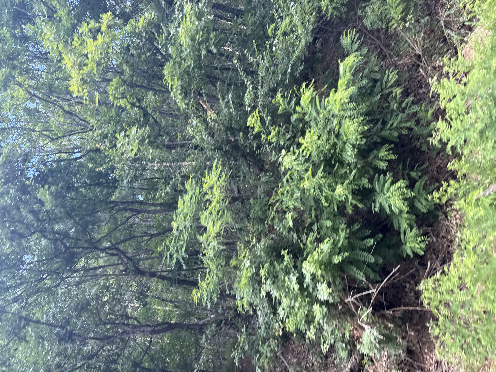 The image depicts a dense forest in the city of Gornoslav, Bulgaria. The foreground is dominated by lush green ferns and undergrowth, with a sloping dirt path partially visible. The middle ground transitions into a thicker forest with various trees, many of them bare or with sparse foliage, and some dead branches scattered amongst the living. The background reveals a dense canopy of green leaves with glimpses of the sky through the branches. There are no people or animals visible in the scene. The overall impression is one of a wild, untamed natural environment.