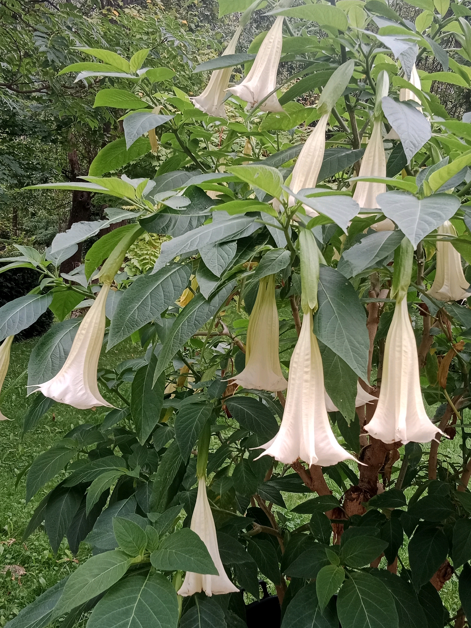 The image shows a close-up of a Brugmansia, commonly known as Angel's Trumpet, plant with multiple large, trumpet-shaped, pale cream-colored flowers hanging downwards. The flowers are the primary focus, with their long, tubular shapes and delicately flared openings. They are surrounded by abundant, lush green foliage. The leaves are large, ovate, and have a slightly textured surface, with prominent veins. The plant appears to be healthy and well-established. The background is blurred, suggesting a natural outdoor setting, likely a garden or park, with soft green grass and the indistinct shapes of trees and other foliage. There are no people or animals visible in the image. The lighting appears to be soft, possibly overcast or shaded, which contributes to the gentle appearance of the flowers and leaves. The composition is centered on the flowering branches of the Brugmansia. The specific location within Bydgoszcz, Poland, cannot be determined from the image alone.
