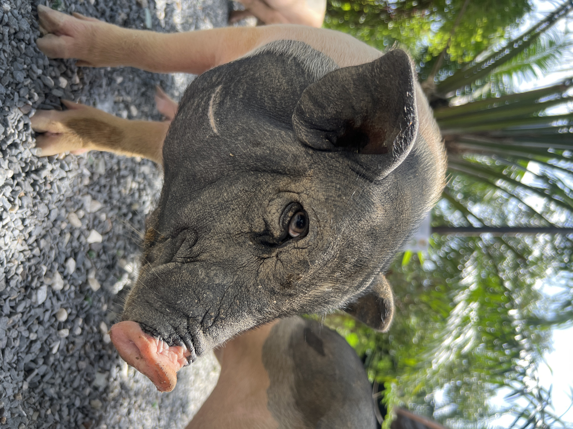 A close-up, low-angle, outdoor photograph shows a pig in Choeng Thale, Thailand. The pig, in the foreground, faces right, with its snout slightly elevated and its eye visible. Its skin is a mix of dark gray and pink, with the gray concentrated on its face and head, and pink on its ears and body. The pig stands on a surface of small gray gravel. In the background, out of focus, are green palm fronds and another pig with a similar gray and pink coloration.