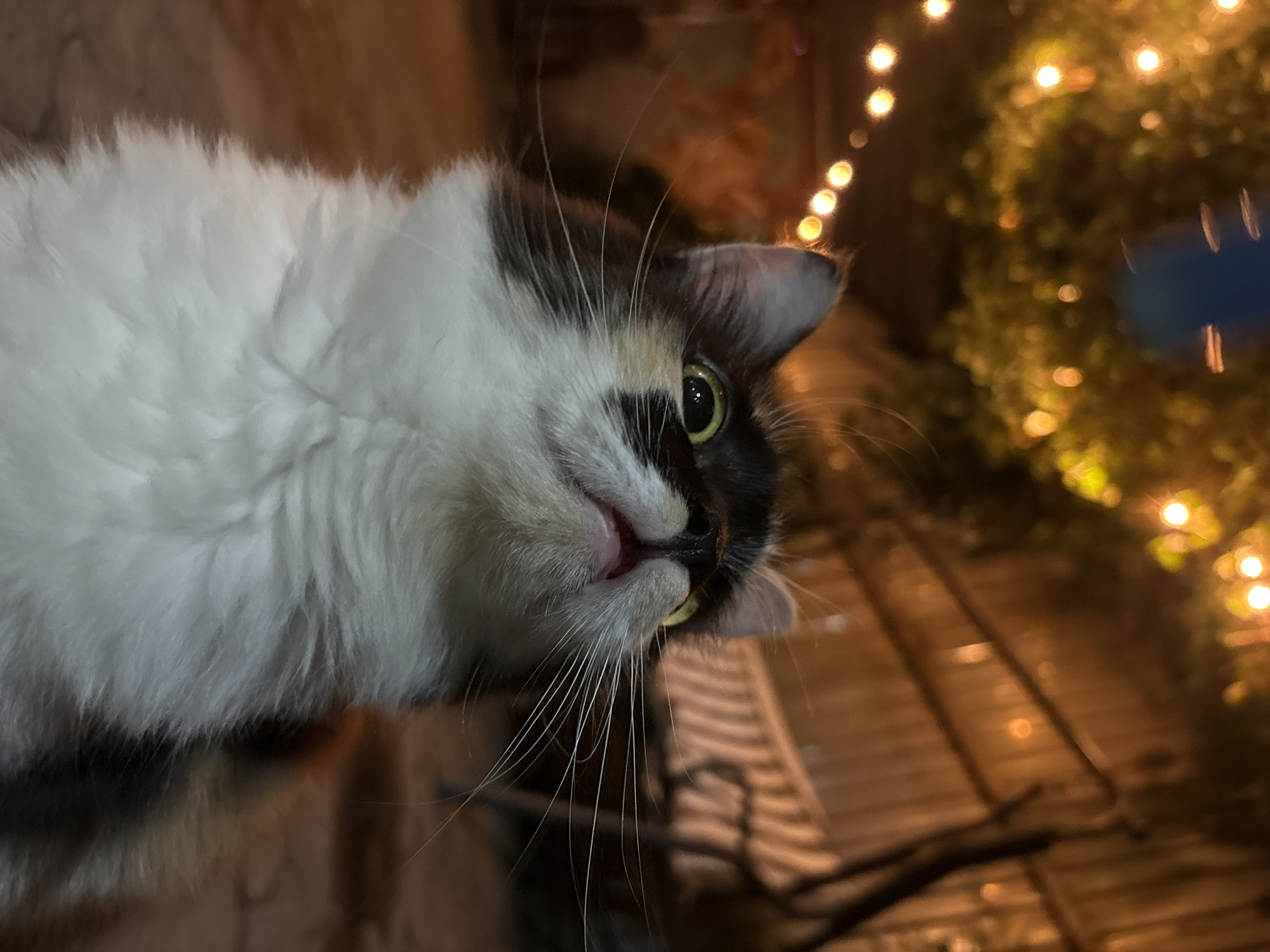 A calico cat with bright yellow eyes looks upwards with its mouth slightly open. The cat is in the foreground, with its fluffy white chest prominent. In the background, a string of orange lights hangs from a tree, and a wooden fence is visible. The scene appears to be an outdoor backyard or patio area at night, illuminated by the string lights. The ground is paved with cobblestones or rough stone. There are no people or other animals visible in the image. The location is not specified as Almaty, Kazakhstan.