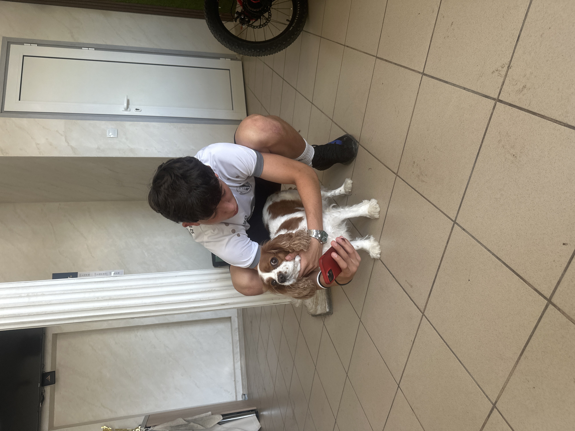 The image captures a young man interacting with a dog in what appears to be an indoor or covered outdoor space in Ivailo, Bulgaria. The man, with dark hair, is crouching or kneeling on a light-colored tiled floor. He is wearing a white short-sleeved t-shirt with a subtle design on the left chest, dark shorts, white socks, and dark athletic shoes. A silver wristwatch is visible on his left wrist. He is holding a red smartphone in his right hand and gently cupping the face of a dog with his left hand.
The dog is a brown and white Cavalier King Charles Spaniel, lying calmly on its side, looking up towards the man. Its fur is shaggy, particularly around its ears and paws.
The background features light-colored walls with a faint marble-like pattern. To the left, a white door and a long, horizontal white window or vent with a handle are visible. Above the man's head, in the upper right corner, part of a bicycle wheel with a disc brake is seen. The floor is covered with light beige square tiles with dark grout lines. Further into the background, a white decorative trim piece and what appears to be a black television screen are visible. The lighting is bright and even, suggesting it is daytime. There is no visible text. The overall scene conveys a tender and affectionate moment between the man and the dog.