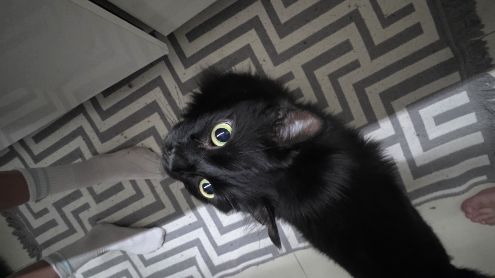 A black cat with yellow-green eyes is looking up at the camera. The cat is positioned on a gray and white chevron patterned rug, part of which has fringe. Two feet wearing white socks are visible to the left of the cat. Another bare foot is visible to the right. A white piece of furniture is to the left of the feet in socks. The location is likely indoors. The city of Podgorica, Montenegro, cannot be confirmed from this image.