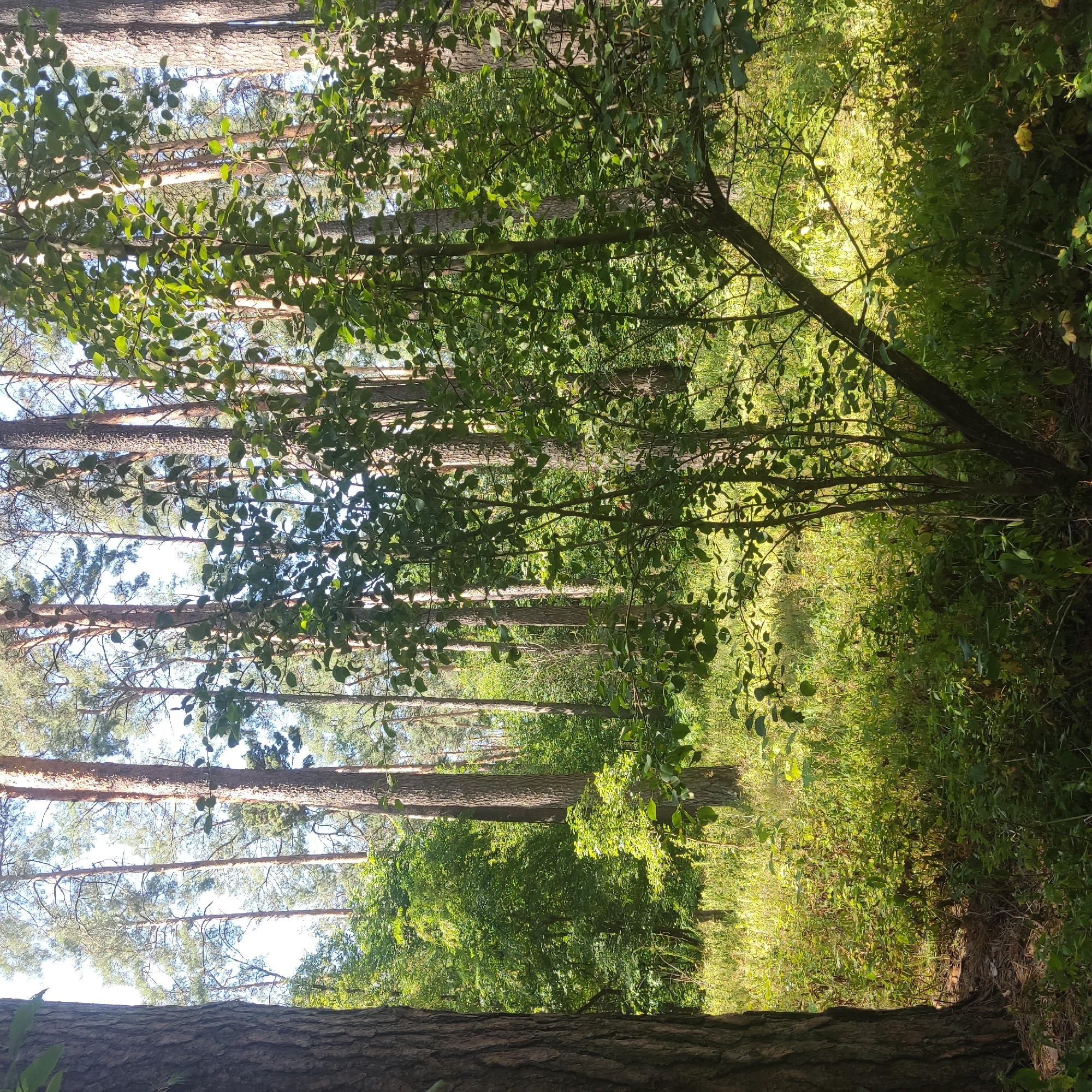 A sunny forest scene depicts tall pine trees with rough bark, their trunks dominating the background. In the foreground, a young deciduous tree with green leaves is silhouetted against the brighter backdrop of the woods. The forest floor is covered in lush green vegetation, with sunlight filtering through the canopy, creating dappled patterns of light and shadow. The overall impression is one of a serene, natural environment.
