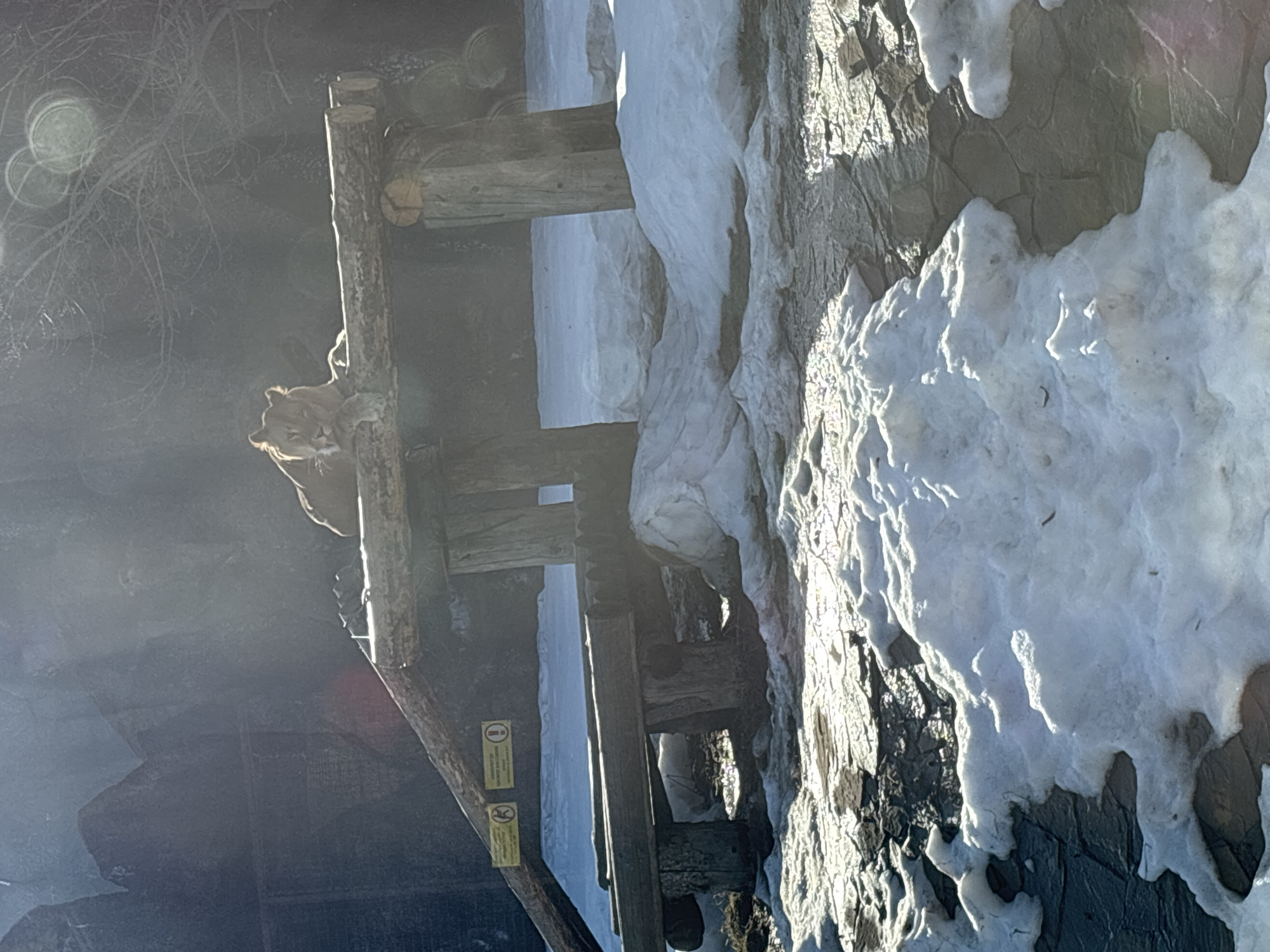 The image captures a tiger perched atop a wooden structure, seemingly within a zoo or wildlife enclosure. Patches of snow are visible on the rocky ground adjacent to the structure. The location is Izhevsk, Russia, based on the availability of tiger exhibits in zoos located in the specified city. The presence of warning signs near the wooden structure implies a visitor viewing area or enclosure perimeter. The lighting suggests either early morning or late afternoon, with a distinct glare.