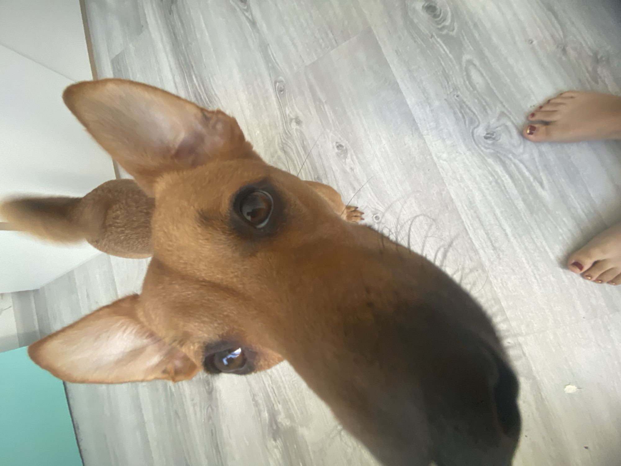 A first-person perspective shot shows a close-up of a brown dog's face as it looks directly into the camera. The dog's snout is prominently featured, extending towards the viewer. The dog has large, pointed ears, one slightly angled forward and the other pointed upward. Its eyes are dark brown and reflective. In the lower right corner of the frame, a human foot is visible, with toenails painted red and gold. The floor appears to be light-colored wood or laminate with a wood grain pattern. In the background, a turquoise wall is partially visible on the left, and a white wall is visible on the right. The dog's tail is also visible in the upper portion of the image. The scene is indoors, likely in a residential setting.