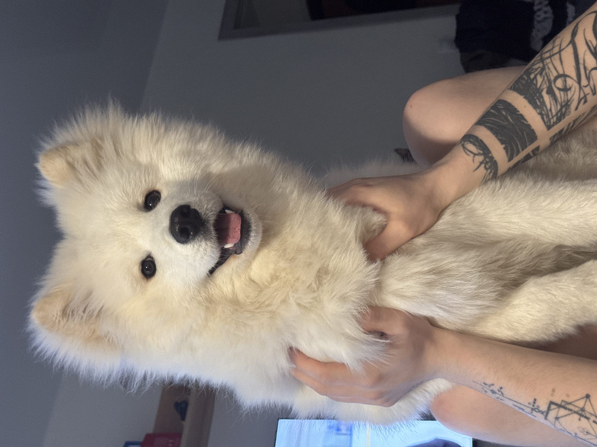 A medium-shot photograph shows a light-skinned person sitting and holding a white Samoyed dog. The dog's face is close to the camera, with its mouth slightly open. The person has tattoos on both arms. The background is out of focus, but a wall, a window frame, and a television screen are visible. The location is presumably a residence, and the city is not discernible from the image.