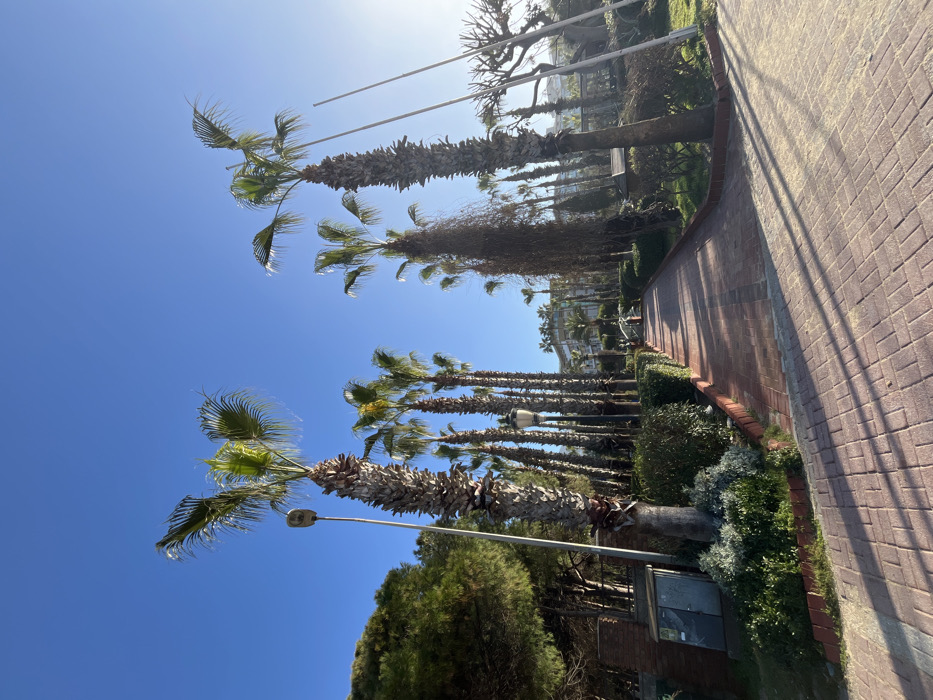 A row of palm trees lines a brick pathway under a clear blue sky. The trees diminish in size with distance, and manicured greenery borders the walkway. A light post and possible structure are seen on the left. The scene is bright and sunny, suggesting a warm climate. The photograph is taken at an angle, with the horizon tilted to the right.
