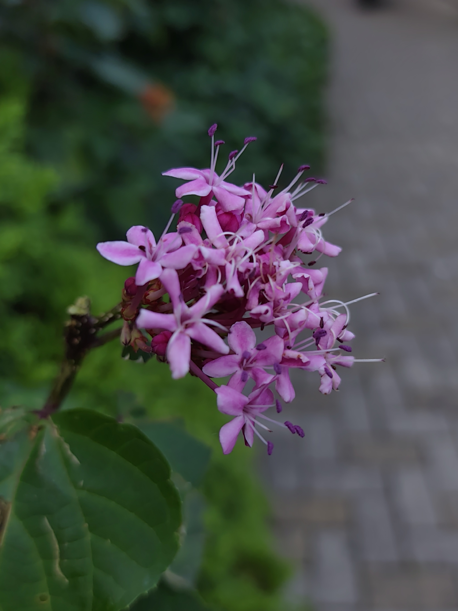 A cluster of pink flowers with prominent purple anthers is in focus, with a blurred green leafy background on the left and a blurred paved walkway on the right. The flowers are delicate, with five petals each and thin white filaments extending outwards. Some of the flowers are darker pink, almost fuchsia, at their centers. The image is an outdoor shot, likely in a garden or park. There are no people or animals visible in the scene. The lighting suggests it could be overcast or late afternoon. The overall impression is one of natural beauty. The image does not contain any specific landmarks or clues to indicate its location within the city of Sochi, Russia.