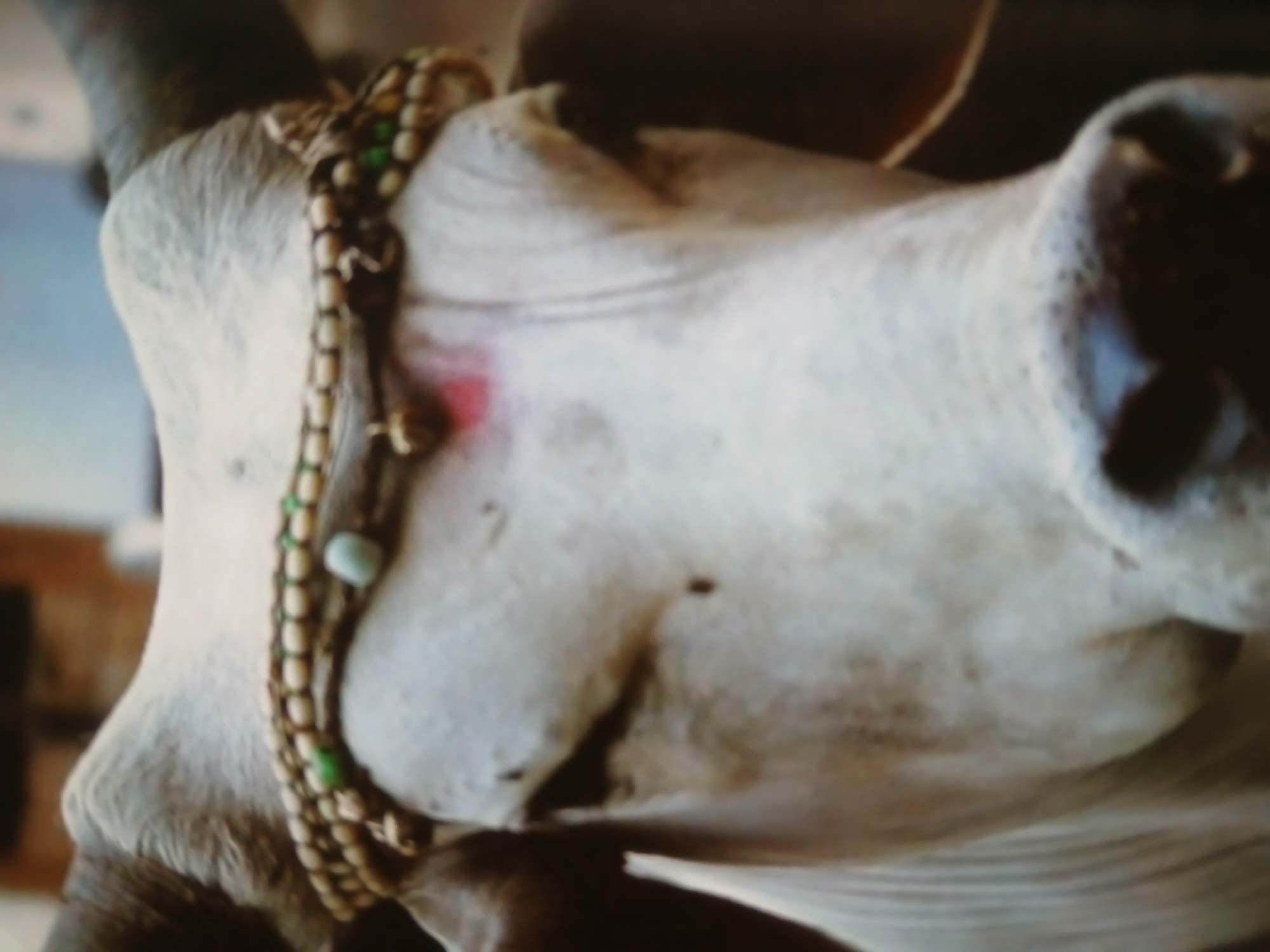 A close-up, soft-focus shot shows the head and neck of a light-colored bull, possibly white or grey. The bull is adorned with a beaded necklace featuring alternating light brown and green beads. A small red mark is visible on the bull's neck. The photo's background is indistinct, but there are hints of an indoor environment. There's no strong evidence the photo was taken in Bengaluru, India, but decorated bulls are a cultural aspect of the region.