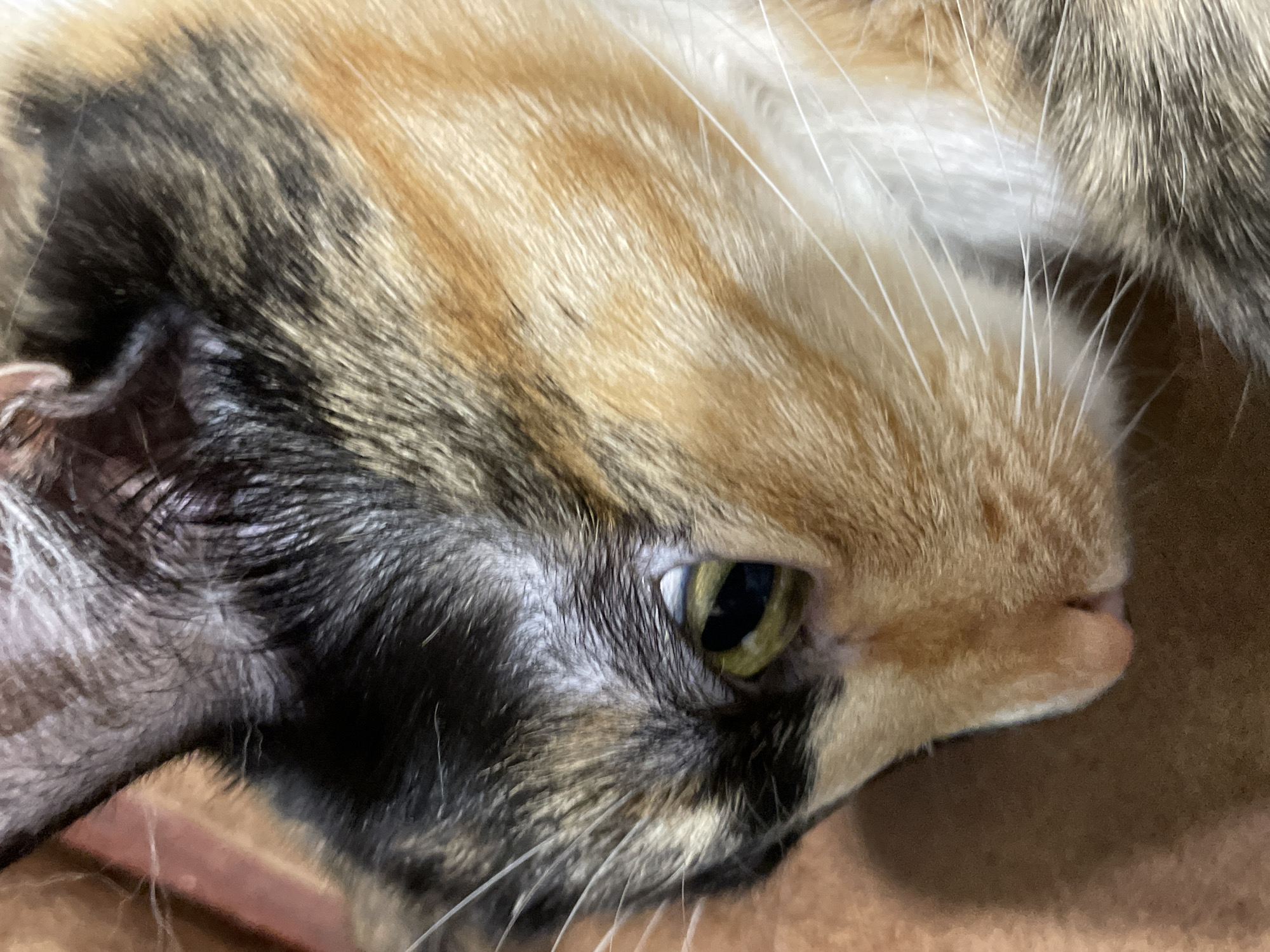 The image is a close-up of a calico cat's face, seen from the side. The cat's fur is a mix of black, orange, and white. Its eye is partially visible, with a yellow iris. The cat appears to be lying down on a brown surface, possibly a blanket or furniture. There are no people or any recognizable city landmarks present in the image. The image is a tight crop, focusing solely on the cat's head and fur. It does not depict any location in Kirovo-Chepetsk, Russia, or any other specific geographical area.