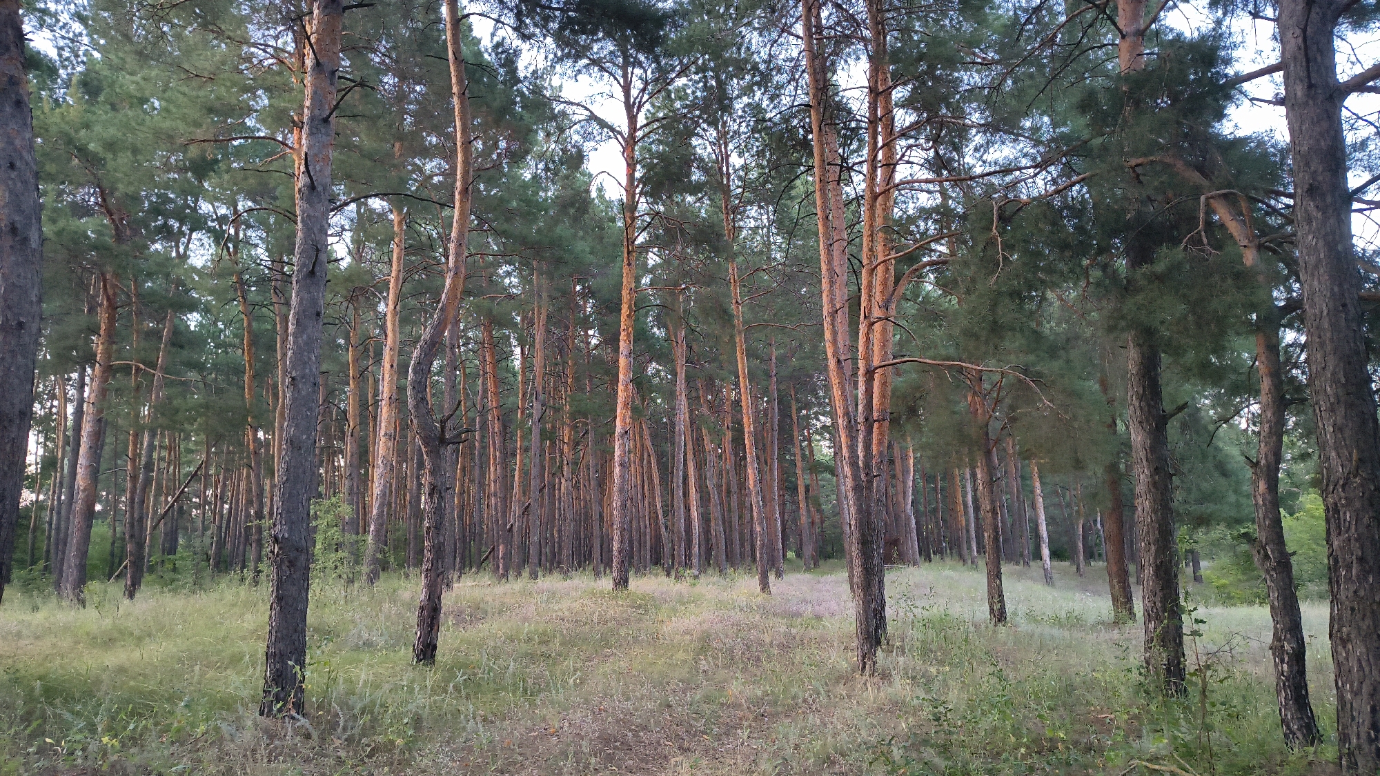 The image depicts a dense pine forest. Numerous tall, slender pine trees with rough, reddish-brown bark dominate the scene, their needles forming a green canopy overhead. The forest floor is covered with dry grass and scattered leaves, illuminated by the warm glow of sunlight filtering through the trees. The lighting suggests it is either early morning or late afternoon, casting long shadows and highlighting the textures of the tree trunks. The overall impression is one of a natural, tranquil environment. There are no people, animals, or man-made structures visible in the image, suggesting a wilderness area. The location is identified as Mikhaylovka, Russia.