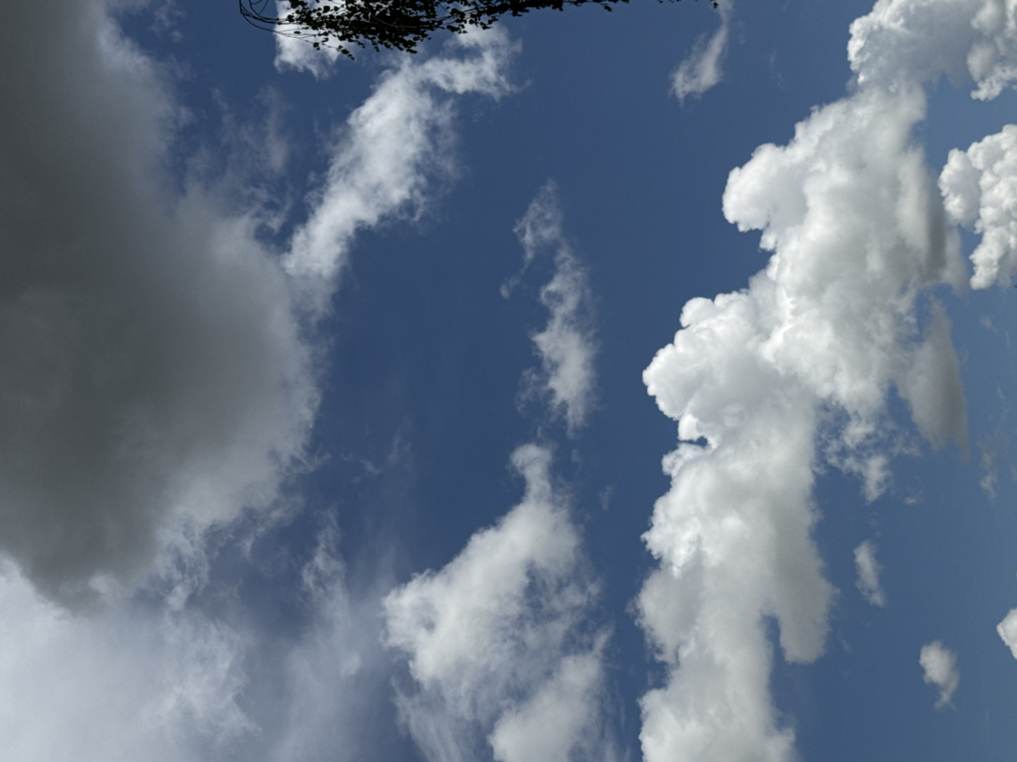 This image is a vertical, eye-level shot of a blue sky with scattered clouds. The clouds are predominantly white and fluffy, with some darker, grayer clouds towards the top left of the frame. The texture of the clouds varies, from soft and wispy to more dense and textured. On the far right edge of the image, the dark silhouette of tree branches with leaves is visible, appearing to be a close-up element against the sky. The lighting suggests it is daytime, with the sun illuminating the clouds from an unseen position. The image does not contain any people or specific urban features, and thus cannot be associated with a particular location within Яромінскі сельскі Савет, Belarus, beyond being an outdoor scene with sky and vegetation.
