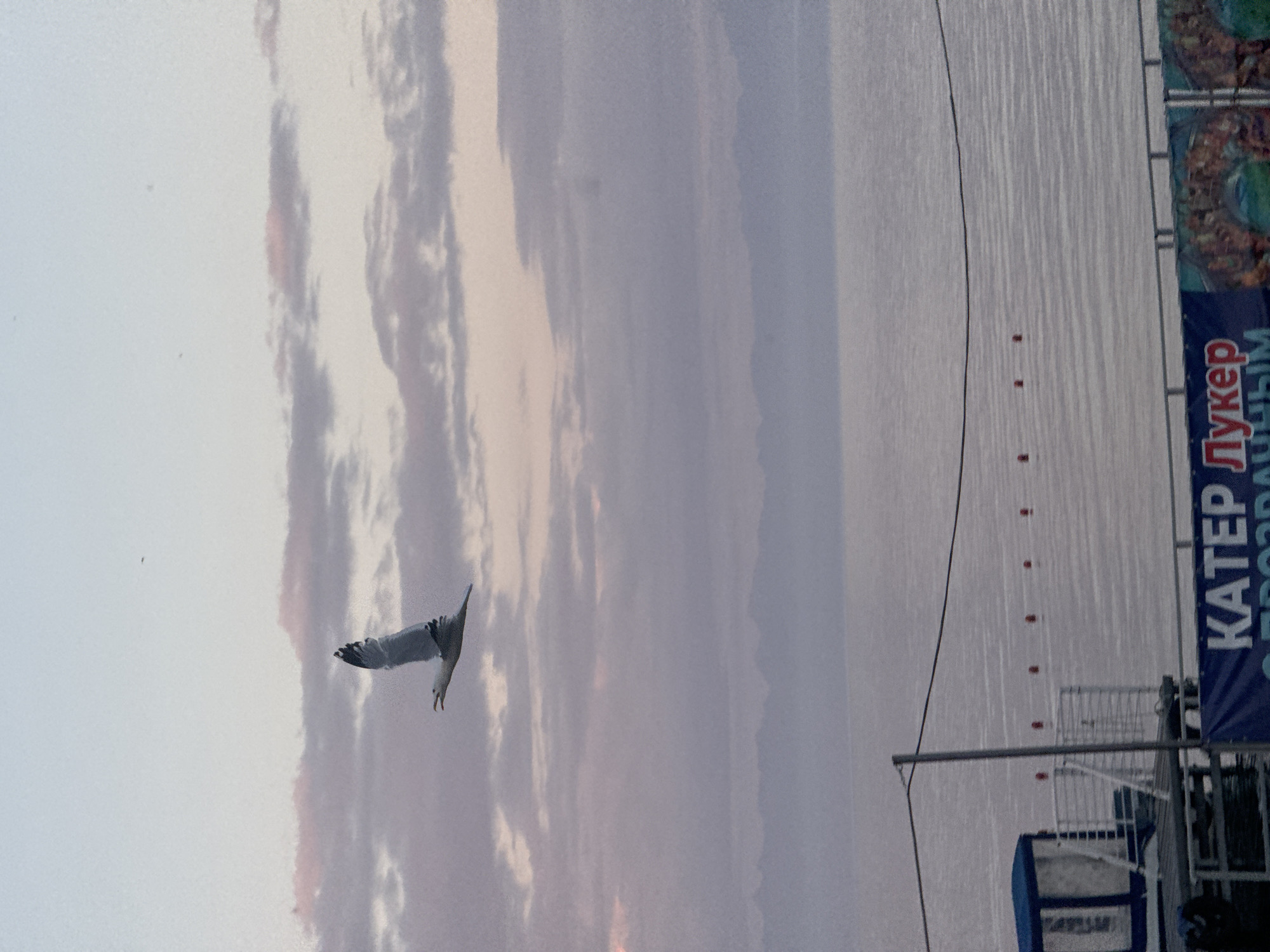 A seagull flies across a pale sky with wispy clouds, silhouetted against a distant mountain range. Below the mountains, a calm body of water reflects the soft light of dawn or dusk. In the foreground, a pier juts out into the water, with a blue-roofed structure and a railing visible. A blue banner with Russian text, possibly advertising a boat tour, is stretched across the pier. The scene evokes a serene and tranquil atmosphere. It's possible this location is Listvyanka, Russia, a village on the shores of Lake Baikal, known for its natural beauty and boat tours.