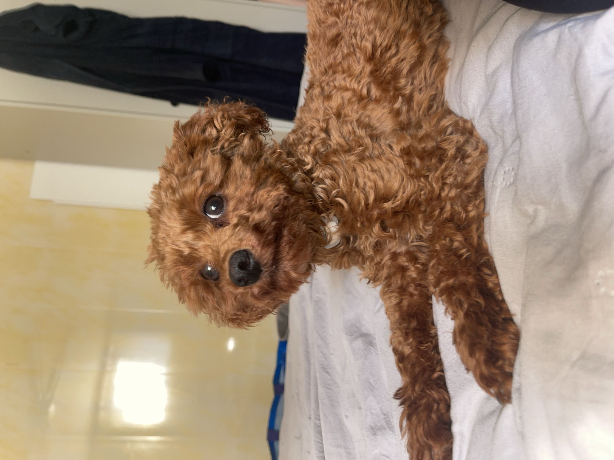 A reddish-brown, curly-coated dog, consistent with a Poodle breed, lies supine on a white, creased fabric surface. The dog's head is rotated approximately 90 degrees counter-clockwise relative to its body axis, facing the camera directly. Its dark, reflective eyes exhibit distinct circular catchlights, and a black, moist nose and dark oral mucosa are clearly visible. The dog's forelimbs rest upon the white fabric, while its hindquarters are obscured or extend beyond the frame. The immediate background to the left of the dog's head comprises a light yellow, reflective surface, likely tiled, which presents a prominent rectangular light reflection. Above this yellow surface, a thin, light-colored horizontal shelf or ledge supports a dark blue garment. A blue strap element is partially discernible beneath the dog's torso, positioned against the white fabric. No visual information within the image allows for the identification of a specific geographical location, including the city of Sofia, Bulgaria.
