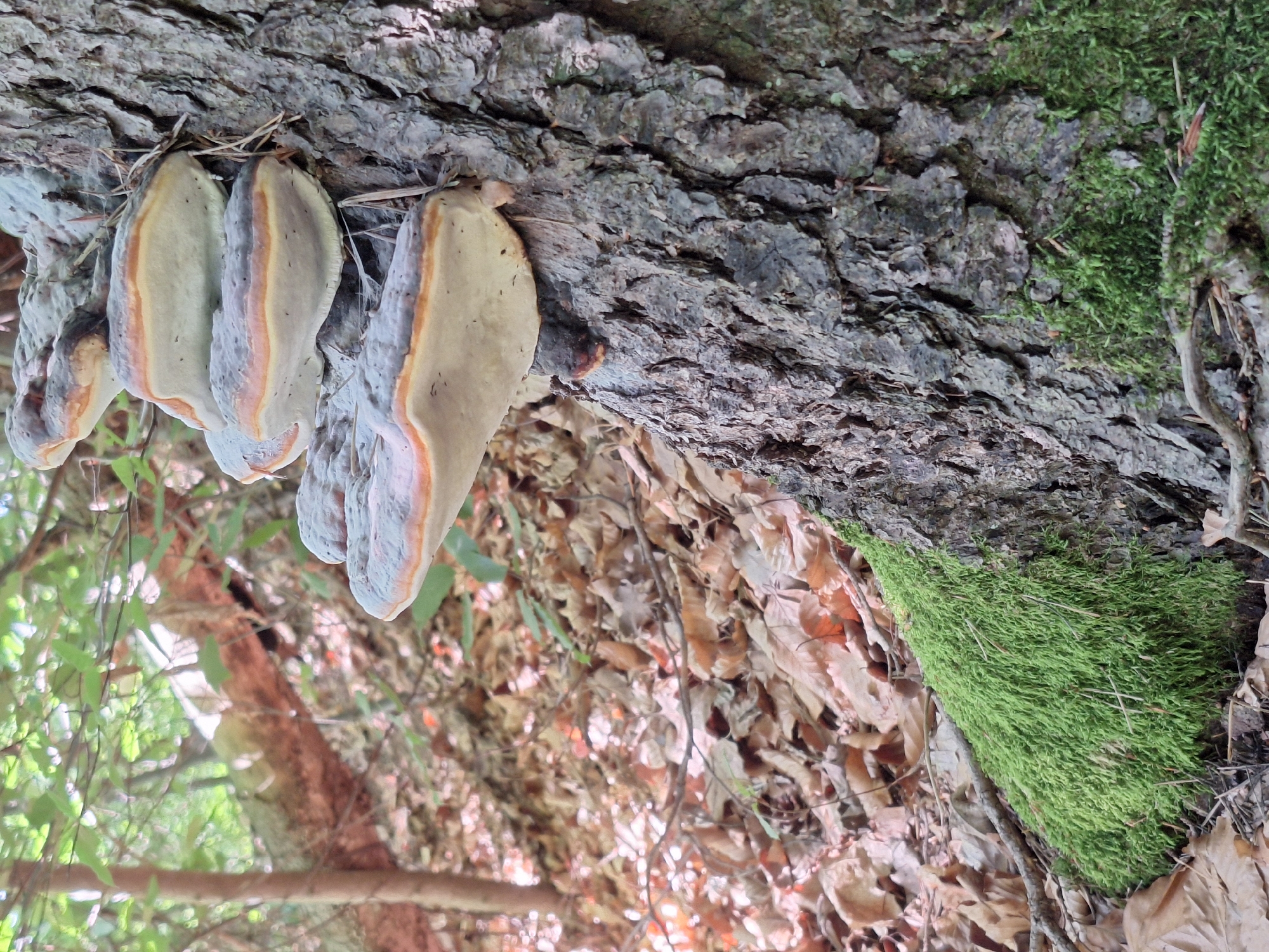 In the city of Wolkenstein, Germany, a close-up, eye-level shot captures a section of a tree trunk covered in bark and moss. Several bracket fungi, layered and distinct with gray tops and orange-brown bands, are growing from the trunk. The base of the tree is partially obscured by a thick carpet of vibrant green moss. The background reveals a forest floor covered in fallen brown leaves, with dappled sunlight filtering through the trees and branches overhead. The scene is set in a natural, outdoor environment.