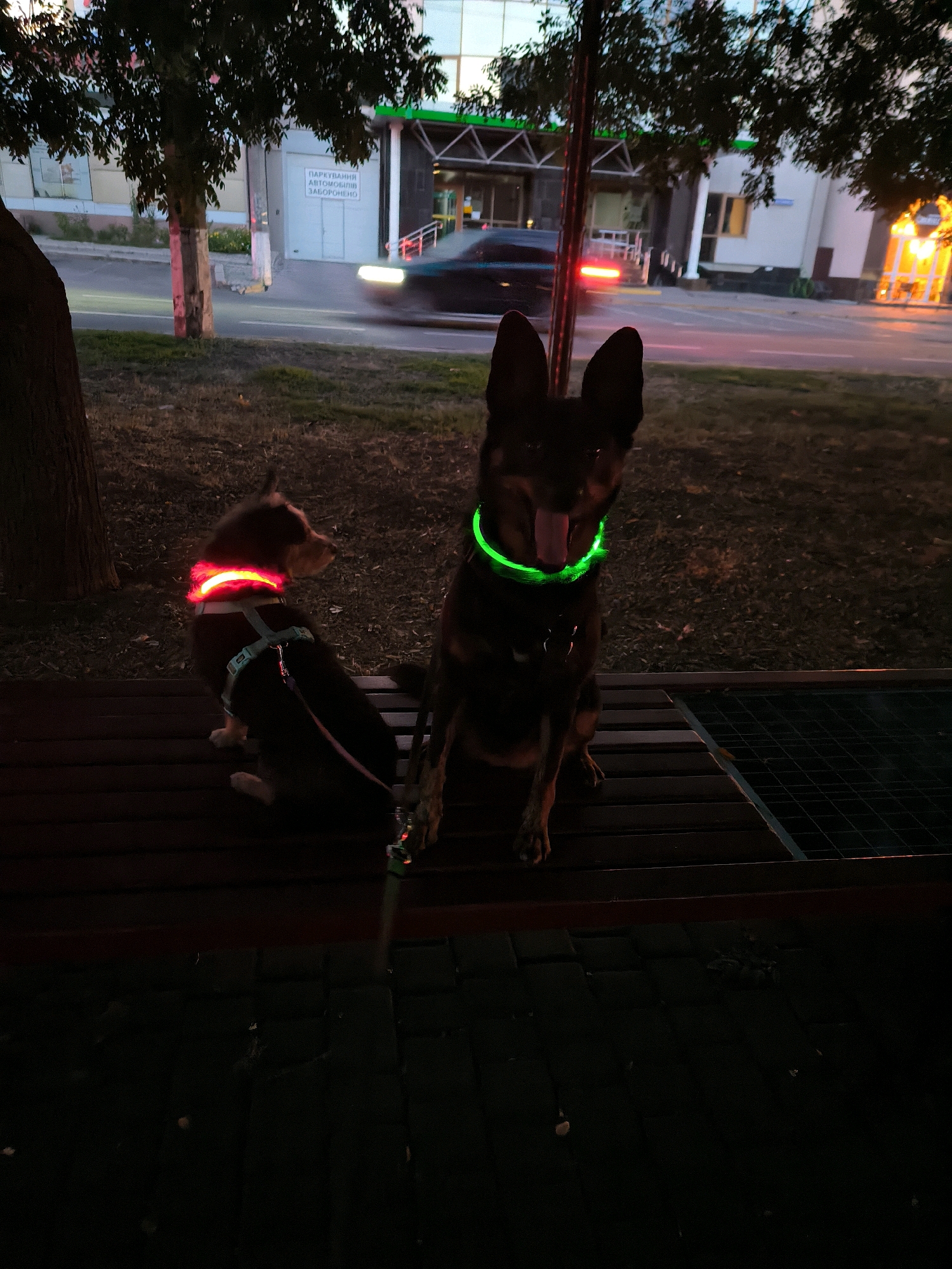 Two dogs are sitting on a wooden bench at dusk. The dog on the left is a small breed, possibly a chihuahua mix, wearing a red LED collar. The dog on the right is a larger breed, likely a German Shepherd, wearing a green LED collar. Both dogs are facing towards the viewer, with the larger dog's tongue hanging out. In the background, a street is visible with a dark-colored car in motion, its headlights and taillights blurred due to the long exposure. The building behind the street appears to be a commercial establishment with some illuminated signage. The scene is set in the city of Mykolaiv, Ukraine, likely in a park or public area adjacent to a road. The ground is covered in grass and dry leaves. The overall lighting suggests it is either early morning or late evening.