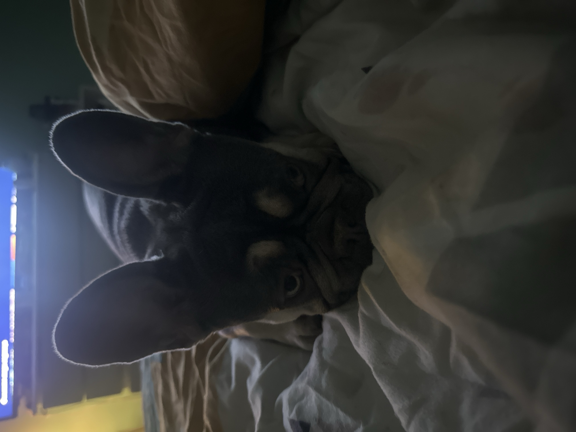 A French bulldog is lying on a bed, its head resting on the white sheets. The dog's large ears stand upright, and its face is partially obscured by shadows. The background shows a blurry television screen and a hint of a yellow pillow. The lighting is dim and atmospheric.