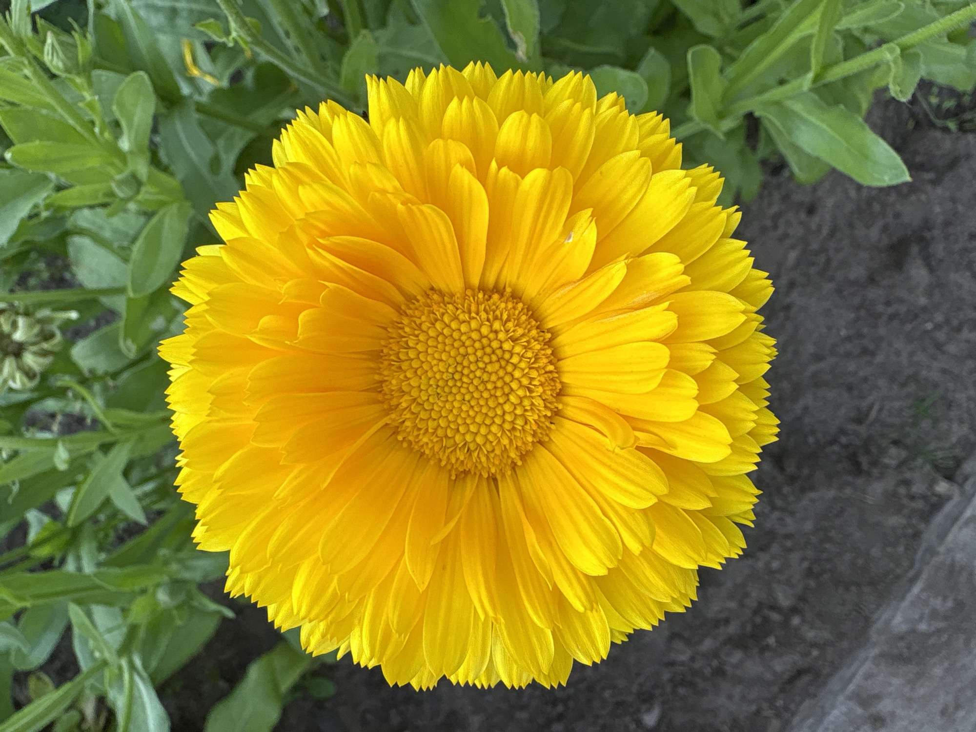 A close-up, top-down view of a vibrant yellow calendula flower is centered in the frame. The flower exhibits numerous tightly packed, ray-like petals radiating outwards from a central disc composed of smaller, densely arranged florets. The petals are a bright, uniform yellow, with some showing a slight curl or fold. The background consists of blurred green foliage, indicating a natural outdoor setting, and dark, textured soil beneath the flower. The image appears to be taken in Большелуг, Russia, based on the provided context, likely in a garden or park environment. There are no people or discernible actions within the image.