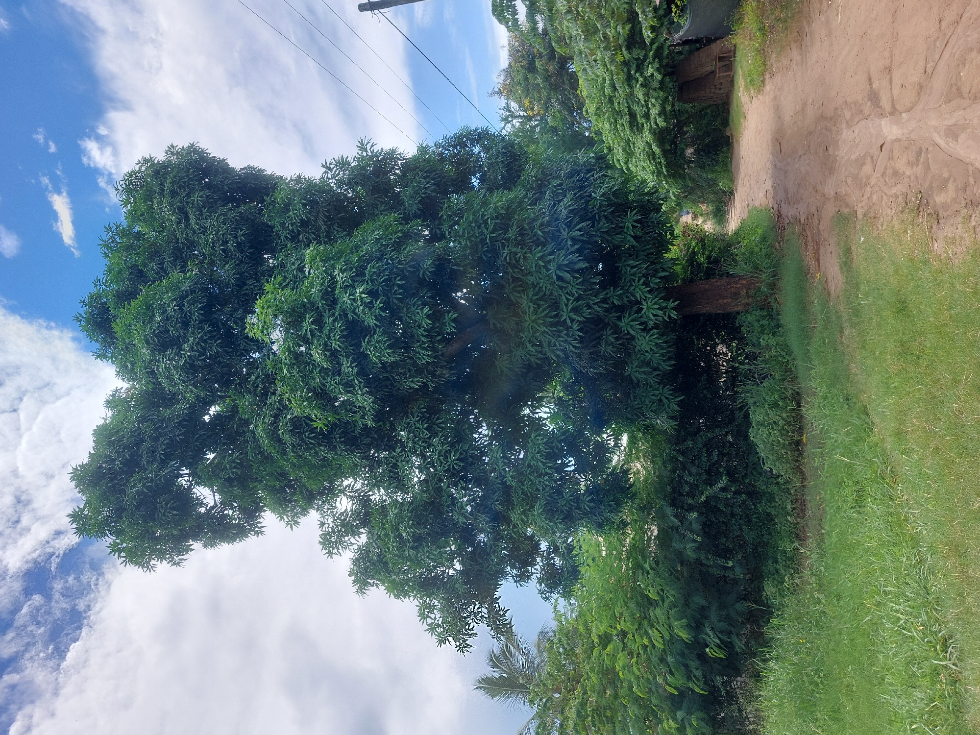 The image shows a dirt road in Dar es-Salaam, Tanzania, flanked by lush green vegetation. A large, leafy tree dominates the left side of the frame, partially obscuring a blue sky with scattered clouds. Power lines are visible in the upper portion of the image. On the right, a dense hedge borders the dirt road, transitioning to a grassy area. In the distance, a portion of a building or structure is barely visible through the trees. There are no people present in the image.