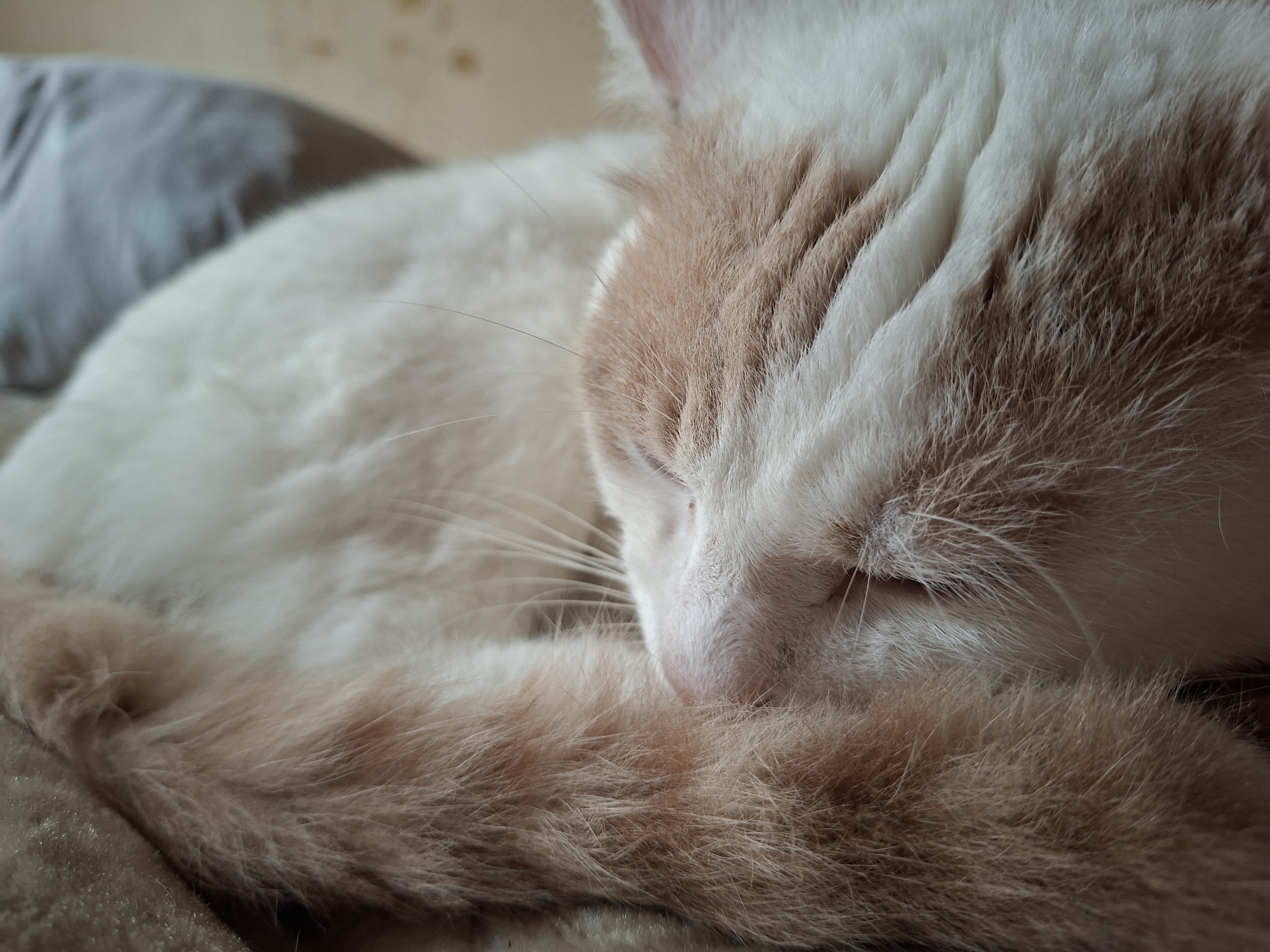 A close-up, eye-level shot captures a domestic cat peacefully sleeping, curled into a ball on a textured, beige surface. The cat has white fur with patches of light orange, particularly on its head and tail. Its eyes are closed, and its face is nestled into its front paws and tail. The background is softly blurred, showing hints of a light-colored wall and a grey object. The scene suggests a moment of quiet repose. The image does not provide any information about the city of Mykolaiv, Ukraine, nor does it depict any human activity.