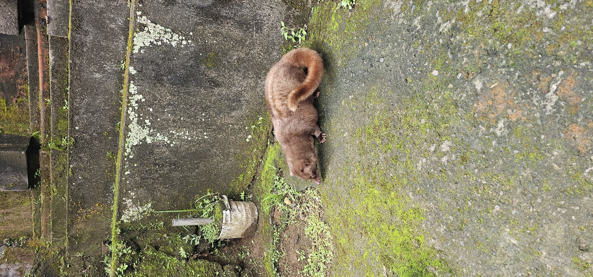 The image shows a civet cat on a mossy, gray concrete surface, likely a wall or ledge, in Ubud District, Indonesia. The civet, brown in color with a bushy, curled tail, is positioned in the center, oriented vertically. Its head is near the bottom of the frame. The concrete surface is heavily textured and covered with varying shades of green moss. A set of brick steps with moss and small plants are located on the upper left of the frame. A fragment of metal bucket with plants growing out of it is visible on the lower left.