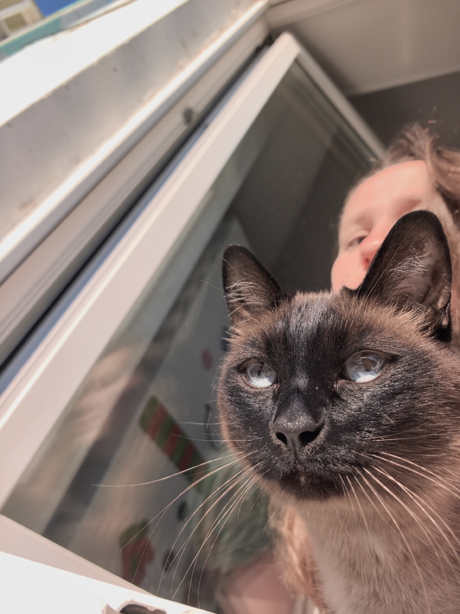 A close-up shot of a Siamese cat's face is captured as it peers out from behind a person. The cat, with its distinctive dark points and striking blue eyes, is the primary subject. The person's face is partially visible in the background, out of focus. The scene appears to be indoors, near a window, with a view of the exterior suggested by sunlight and structural elements of the window frame. The specific location in the city of Фролы, Russia, is not evident from the visual information provided.