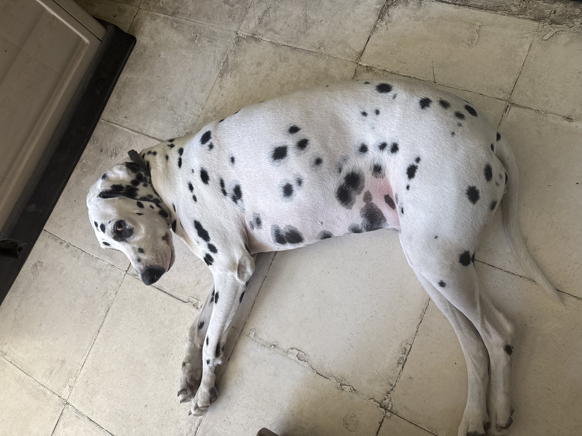 A Dalmatian dog is lying on a tiled floor. The tiles are light beige and have a grid pattern. The dog is mostly white with black spots. The dog's head is turned towards the left. A beige cabinet with black trim is visible in the upper left corner of the image. The location of the scene is Xochitepec, Mexico.