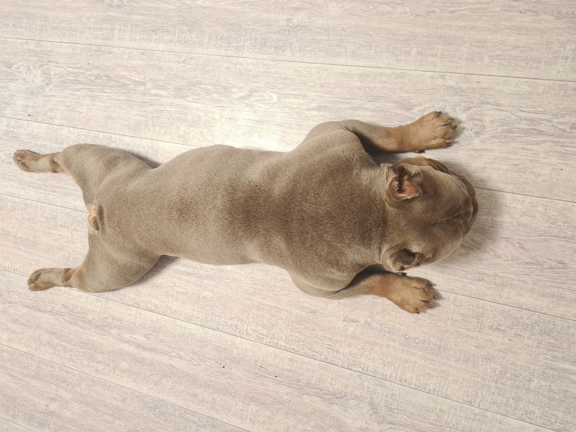 A tan colored puppy is lying on its stomach on a light-colored wooden floor. The puppy's legs are splayed out to its sides, and its head is turned to the right, resting on the floor. The puppy's ears are floppy, and its eyes are not visible. The floor is made of light-colored wood planks with a visible grain pattern. There are no other objects or people visible in the image. The lighting appears to be natural and diffused, suggesting it might be daytime. There are no discernible weather cues or strong emotional indicators from the puppy's pose, other than what could be interpreted as relaxation or sleep. There is no visible text in the image.