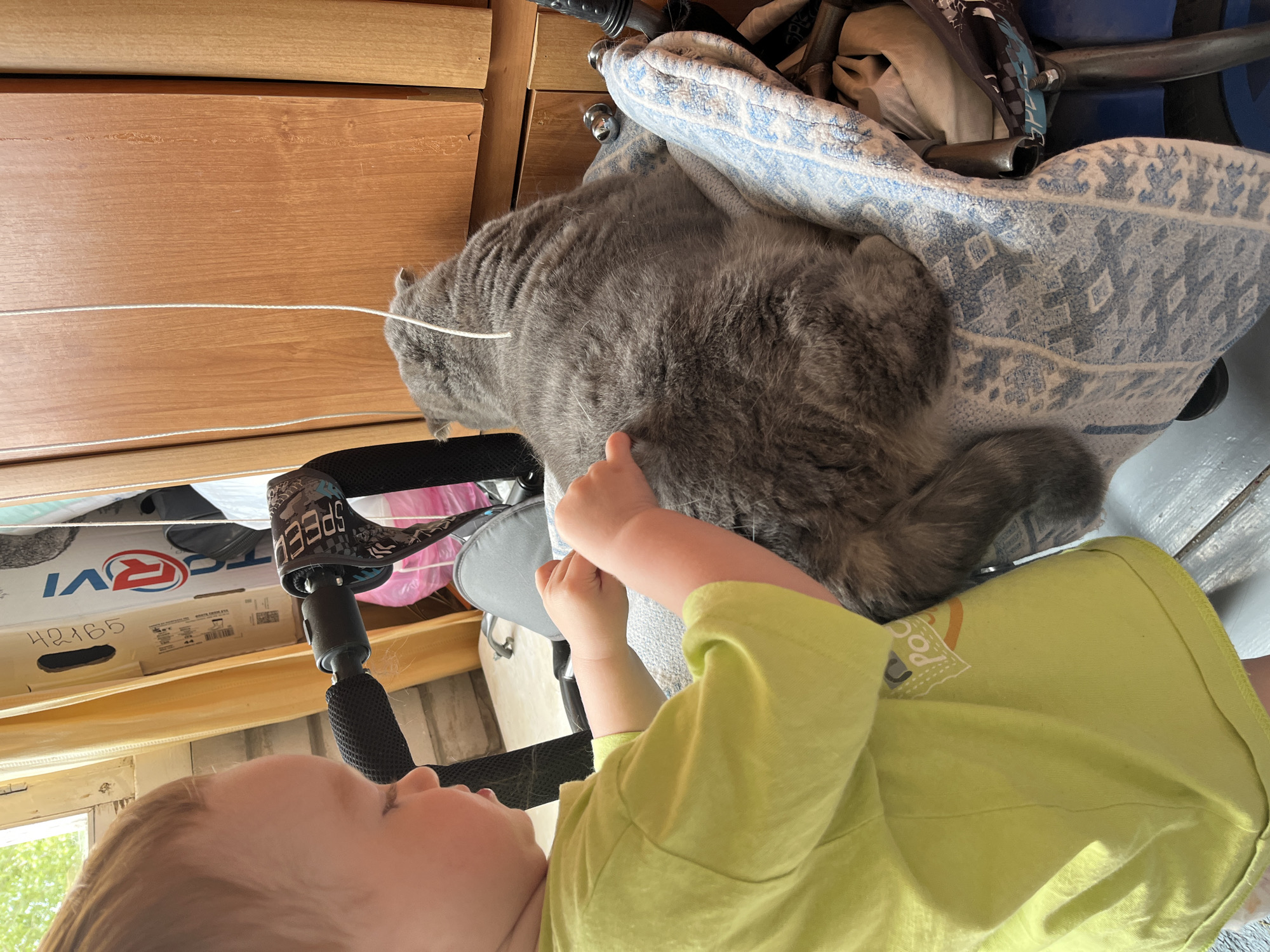 A young child in a green shirt interacts with a gray cat. The cat lies on a blue and white patterned blanket atop what appears to be a baby stroller. The scene is indoors, with a wooden cabinet in the background and what appears to be a box labeled "SPEED" partially visible. The location given is Chaikovsky, Russia.