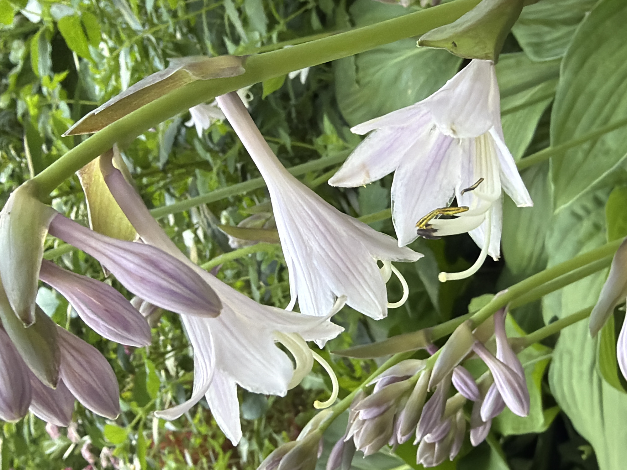 A close-up, vertical shot captures a cluster of Hosta flowers in bloom, set against a backdrop of lush green foliage. The flowers, primarily white with delicate purple veining, are in various stages of opening. Some are fully bloomed, revealing their trumpet-like shapes and prominent stamens, one of which is adorned with a small insect. Other flowers are still in bud form, elongated and tinged with pale purple. The stems are a vibrant green, supporting the weight of the blossoms. The overall impression is one of natural beauty and the gentle unfolding of life in a garden setting. The lighting suggests it could be daytime, with soft, natural light illuminating the scene. The presence of Hosta plants implies a garden or a cultivated outdoor space. There is no visible text in the image.