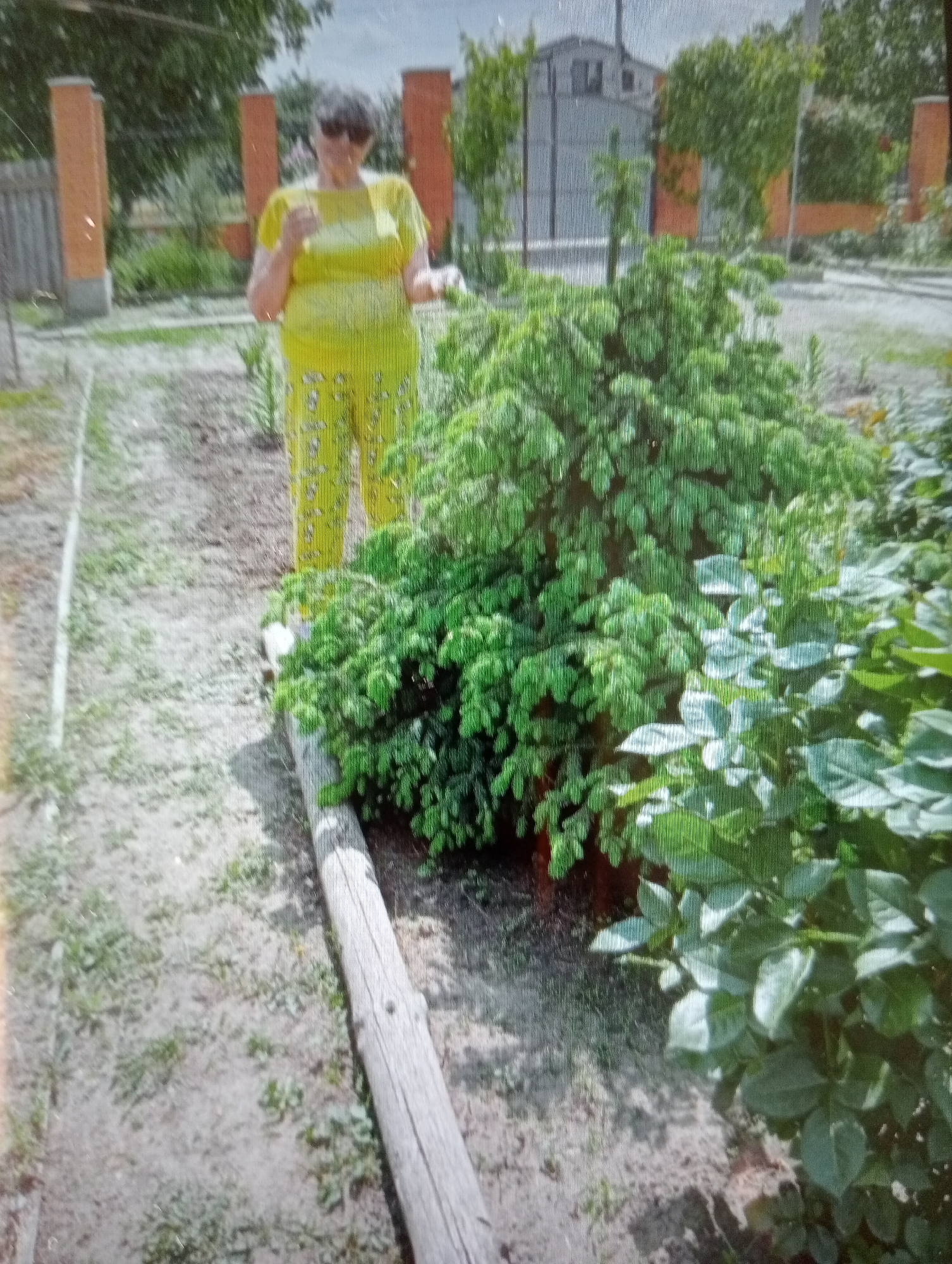 An unidentified woman in a yellow t-shirt and patterned pants stands in a garden. The woman is wearing sunglasses. She is looking at the camera. The garden has a conifer tree and other greenery. A wooden log is lying on the ground in the foreground. The ground is covered in dirt and some sparse vegetation. In the background, there is a fence, a building, and trees. The image appears to be taken in a residential area.