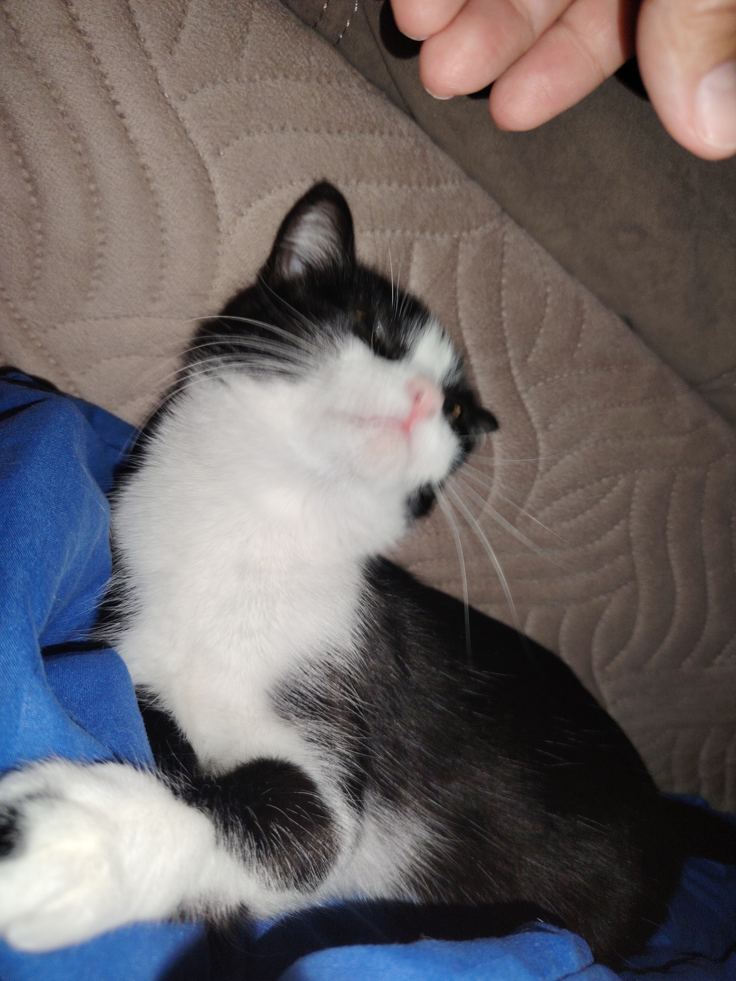 A black and white tuxedo cat is lying on a blue fabric, which appears to be a blanket or piece of clothing, and partially on a beige, textured surface, likely a sofa or bed. The cat's head is slightly tilted upwards and to the right, directing its gaze towards a human hand visible in the upper right corner of the frame. The human hand, with fingers slightly bent, appears to be reaching towards the cat, possibly for petting or interaction.
The cat has distinctive black fur on its ears, head, back, and paws, contrasting sharply with its white chest, belly, and muzzle. Its nose is pink, and its mouth is slightly open, revealing a hint of pink tongue, suggesting it might be vocalizing softly or in an expectant manner. Long white whiskers extend from its muzzle. The background is dominated by the quilted pattern of the beige furniture upholstery. The lighting suggests an indoor setting, possibly during the day or in a well-lit room. There is no visible text present in the image. The scene conveys a gentle and interactive moment between the cat and the human.