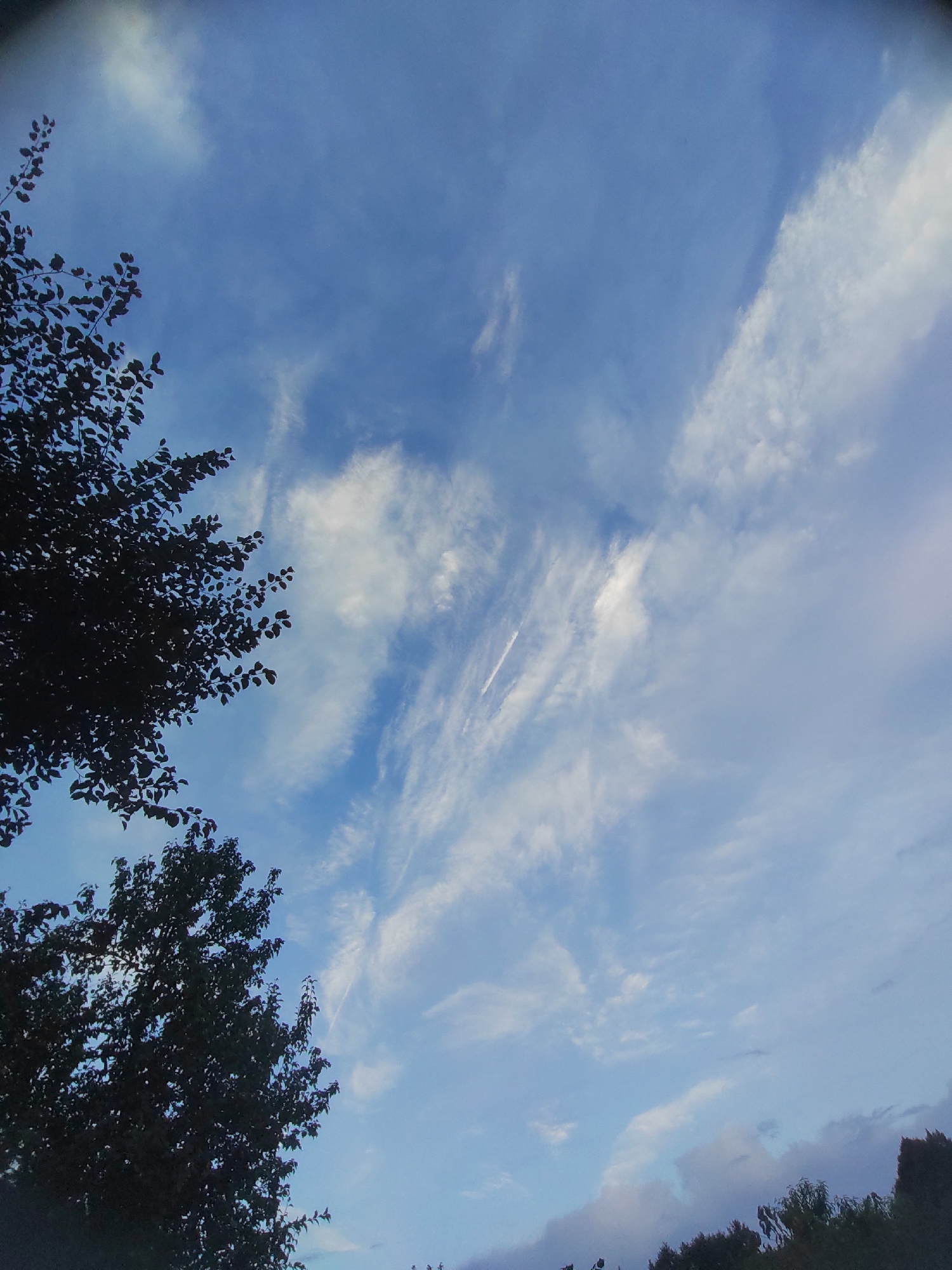The image captures a sky with scattered clouds, some appearing wispy and others more solid. The sky is predominantly blue, transitioning to lighter shades near the horizon where a subtle pinkish hue is visible, suggesting either sunrise or sunset. Silhouetted against the sky are the tops of trees, their dark foliage creating a contrast with the bright sky. The leaves are detailed, indicating a close-up perspective of the tree branches. In the distance, a faint white streak, possibly a contrail from an aircraft, is visible in the sky. The overall impression is a natural outdoor scene, likely taken from a low vantage point looking upwards. The context of Psebai, Russia, suggests this could be a typical sky view in that region during the specified time of day. There are no people or explicit actions depicted in the image.