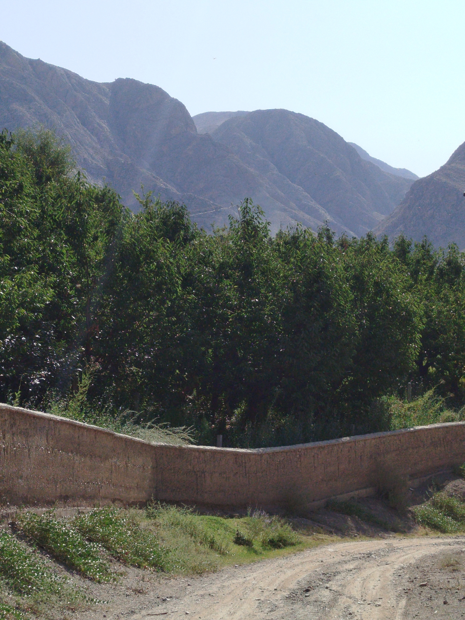 The image depicts a rural landscape with mountains in the background. In the foreground, there is a dirt road curving to the right, bordered by a low, rough-textured earthen wall. Beyond the wall, there is dense green foliage, appearing to be trees or bushes. The mountains are rocky and arid, with visible layers and contours. The sky is clear and pale blue, suggesting a bright day. There are no people or animals visible in the scene. The environment appears to be dry and mountainous, consistent with a location in a region like Orozbekov, Kyrgyzstan, which is known for its mountainous terrain.