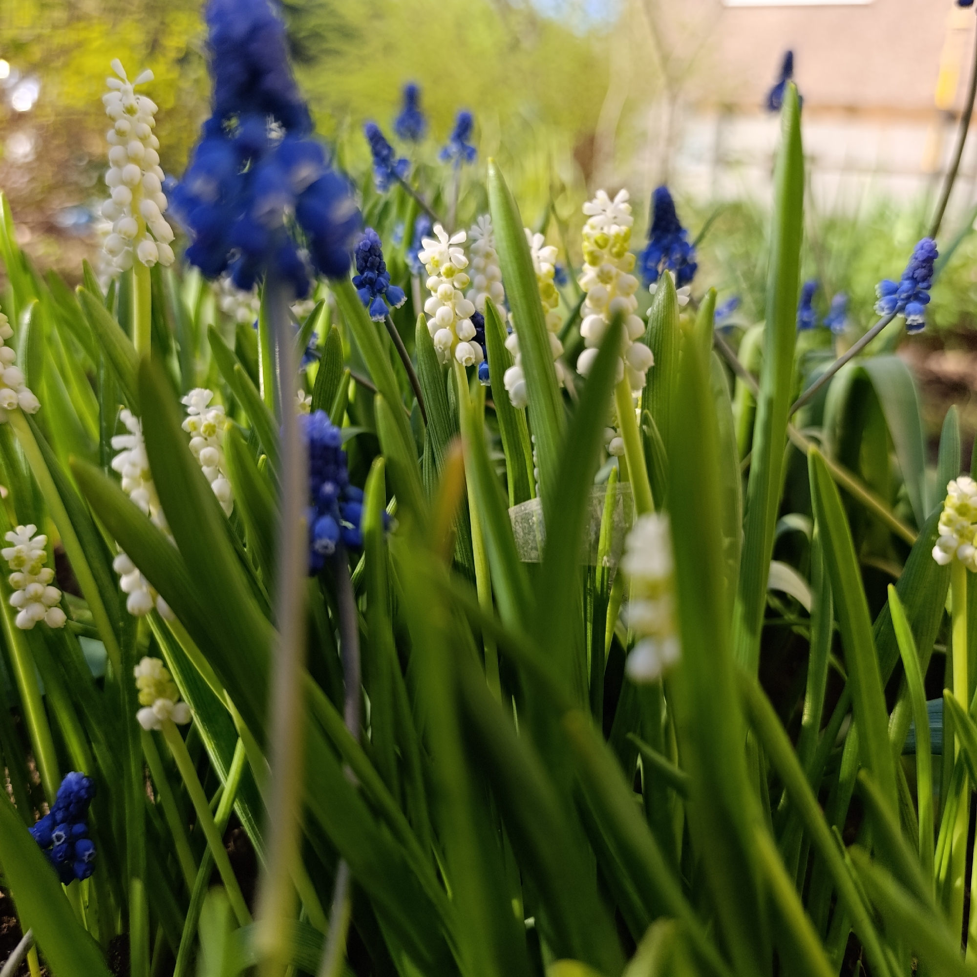 The image shows a garden in Марковский, Russia filled with blooming grape hyacinths, both the common blue variety and a less common white variety. The plants are densely packed together with numerous green leaves. The background is blurred, suggesting a building or more vegetation in the distance. The lighting is bright, indicating a sunny day. No people or animals are visible in the frame.
