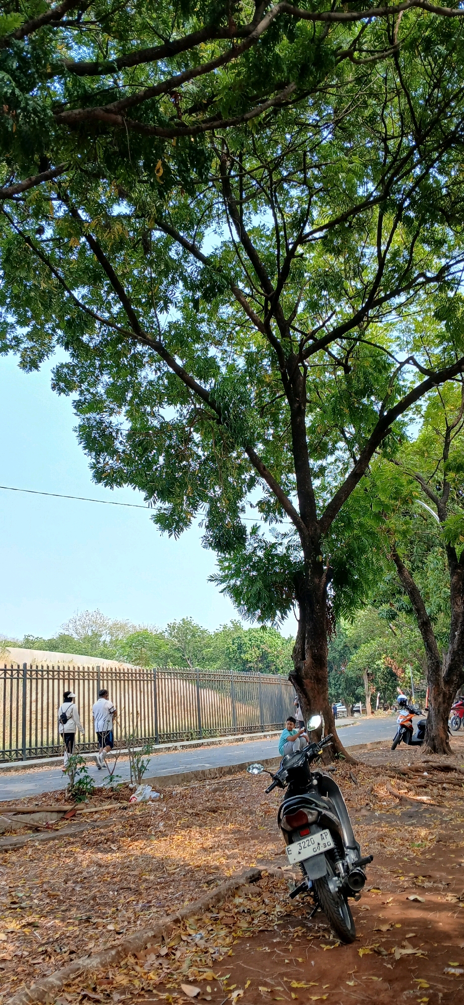 The image depicts a street scene in Cirebon, Indonesia, under the shade of large trees. In the foreground, a black motorcycle is parked on a path covered with fallen leaves. A person in a light blue shirt is seated on the ground next to the motorcycle, leaning against a tree. Further back, two individuals, one wearing a white shirt and shorts and the other a white jacket and hat, are walking along the sidewalk. Behind them, a long, dark metal fence runs parallel to the road, separating it from a lighter-colored area beyond, possibly a park or undeveloped land. The sky is clear and blue. In the background, more trees and vegetation are visible, suggesting a green and somewhat suburban environment within Cirebon. Several other motorcycles are parked further down the road.