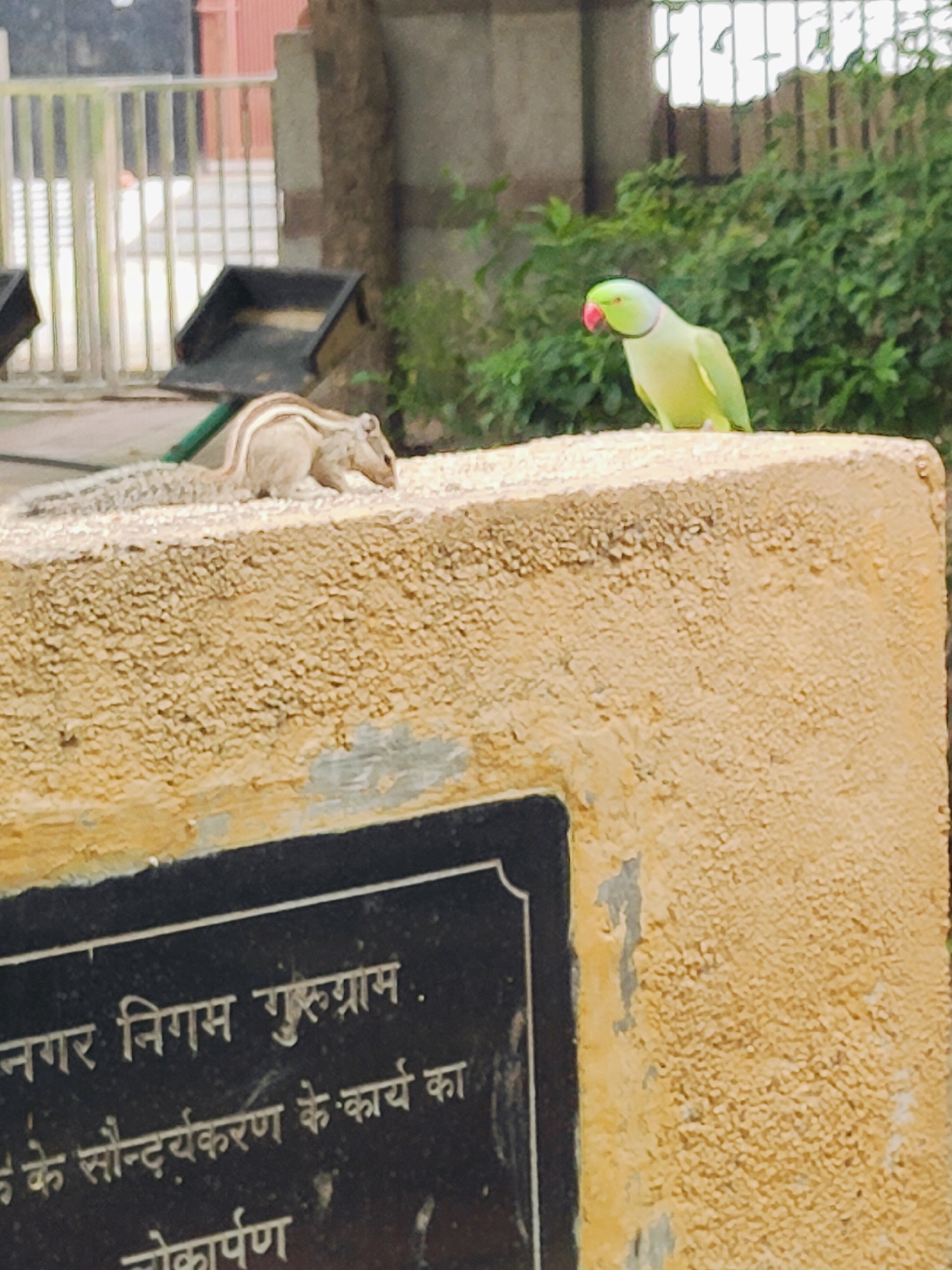 A light-colored, textured rectangular stone object occupies the foreground. Two squirrels are positioned on top of the stone object. One squirrel, facing right, is eating. Another squirrel is in the background, partially obscured. A green parrot with a pink beak is perched to the right of the squirrels. Behind the stone object, a metal fence is visible, and beyond that, a building structure. Green foliage is present in the background. A black plaque with white Hindi text is affixed to the side of the stone object. The text on the plaque appears to be related to the Municipal Corporation of Gurgaon.