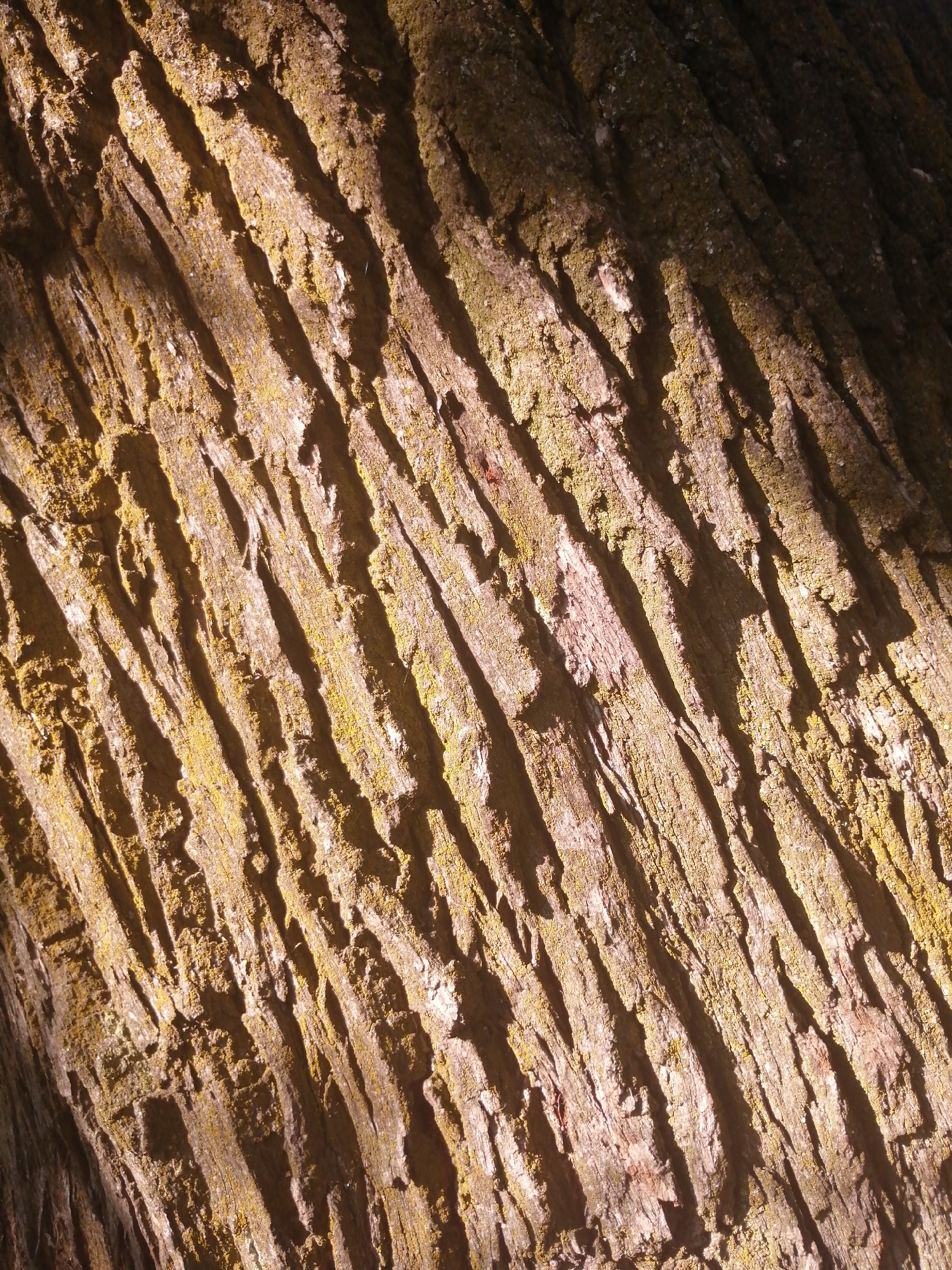 This is a close-up, top-down, eye-level, full shot of the textured bark of a tree. The bark is deeply furrowed, with vertical ridges and grooves running diagonally from the bottom left to the top right of the frame. Patches of moss or lichen, appearing greenish-yellow, are visible in some of the crevices and on the surfaces of the ridges. The lighting suggests the sun is coming from the left, casting shadows into the grooves and highlighting the texture of the bark. The overall color palette is dominated by browns, grays, and the yellow-green of the moss. There are no people or other objects visible in the image. This image does not depict any specific location within the city of Slonim, Belarus, as it focuses solely on the texture of tree bark.
