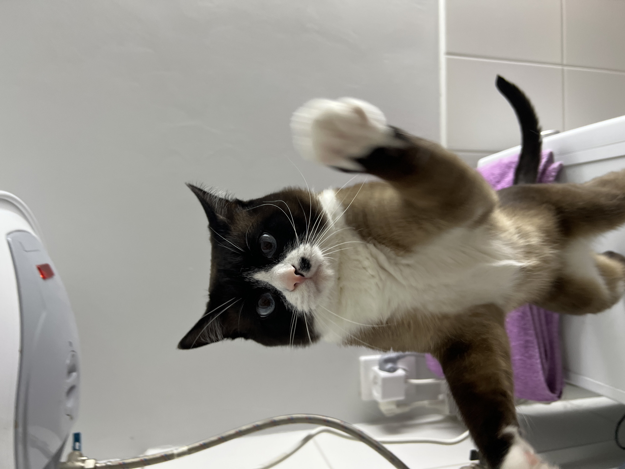 A cat with a black and white face, tan body, and white paws is looking down at the camera. The cat's right paw is raised. The cat is in a room with a white wall, white tile, and a white appliance to the left of the cat. There is a towel behind the cat's rear. Cables are visible. The location is Noviy, Russia.