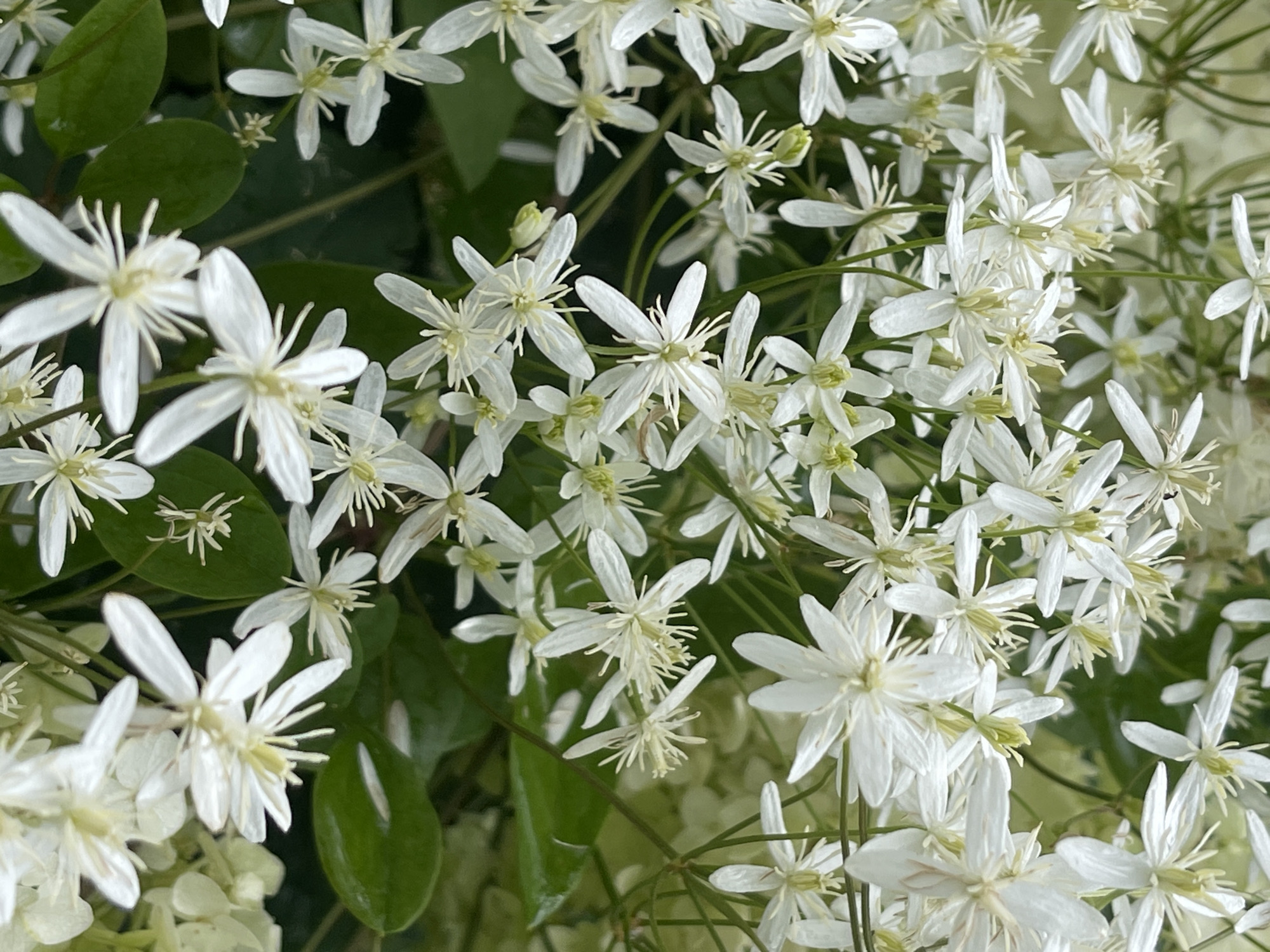 The image displays a close-up view of a dense cluster of small, white flowers with prominent yellow stamens. The flowers have multiple narrow petals that taper to a point. Some of the flowers are in full bloom, while others are buds or partially open. Dark green leaves are visible in the background and interspersed among the flowers, providing a contrast to the white blossoms. The lighting suggests it is daytime, with soft illumination highlighting the delicate details of the petals and stamens. The setting appears to be an outdoor garden or natural environment. No people are present in the image, and no specific actions or interactions are depicted. The image is focused on the floral subject matter. The provided information indicates the location is the city of Kommunarka, Russia, but this specific detail is not visually discernible from the image content itself.