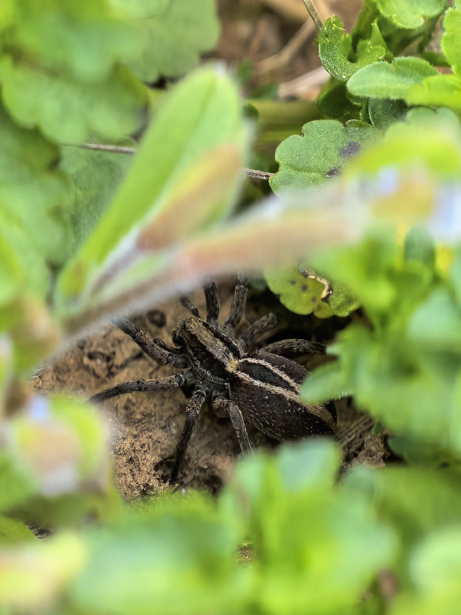 A wolf spider is observed resting amidst green foliage and soil in an outdoor environment. The spider features a dark brown and gray striped pattern on its body and legs. The background comprises blurred green plants and brown soil. The location is Unknown, Unknown.