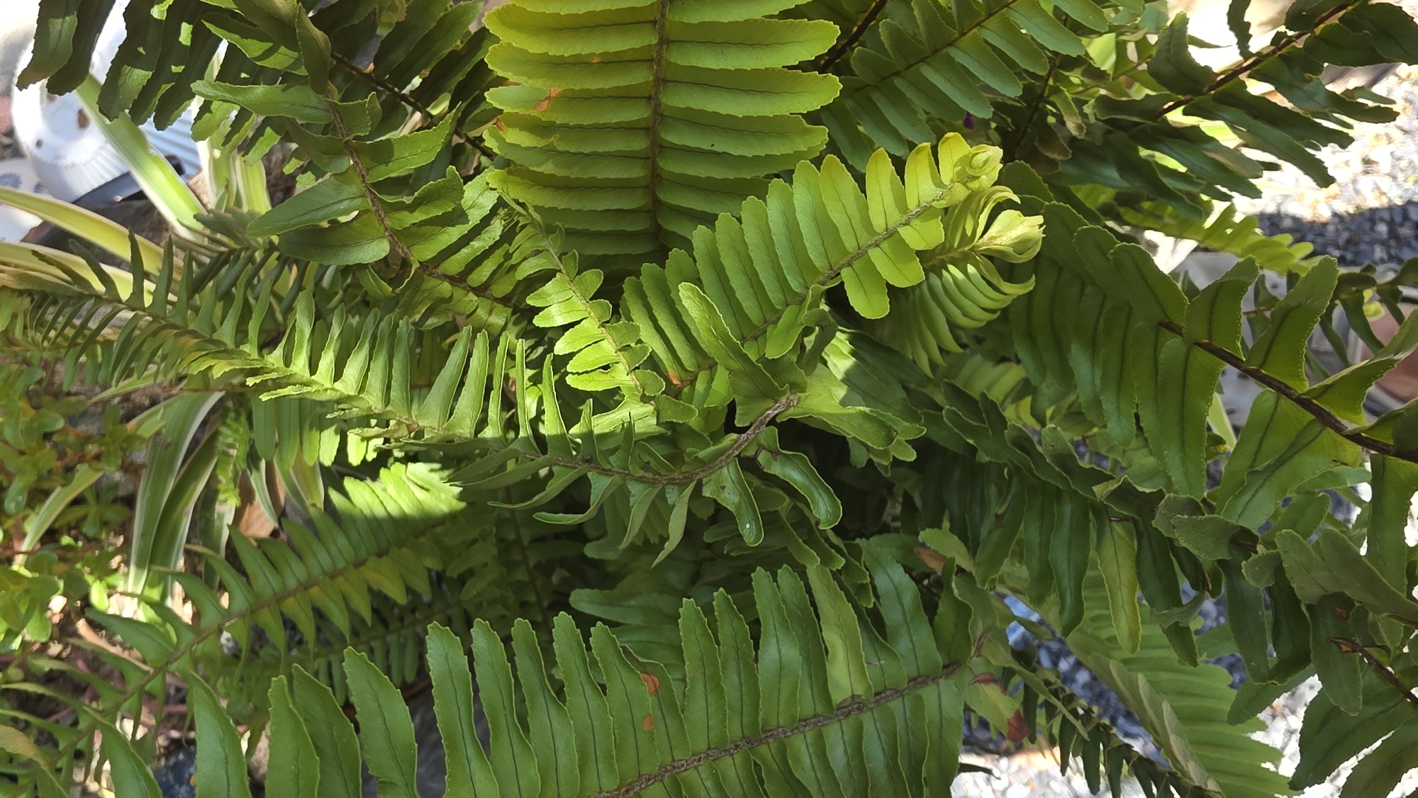 The image shows a close-up view of a fern plant, likely within a garden or potted arrangement. The fronds are predominantly green with some light brown stems. The leaves have a serrated appearance and are dense, filling most of the frame. There are slight variations in color across the leaves due to sunlight and shade. The background is blurry, suggesting a shallow depth of field, and shows hints of other plants and possibly a container.
It is difficult to determine the exact location (Bac Natural Heritage Area Trang, Vietnam) from this image alone as it does not contain location-specific landmarks.
